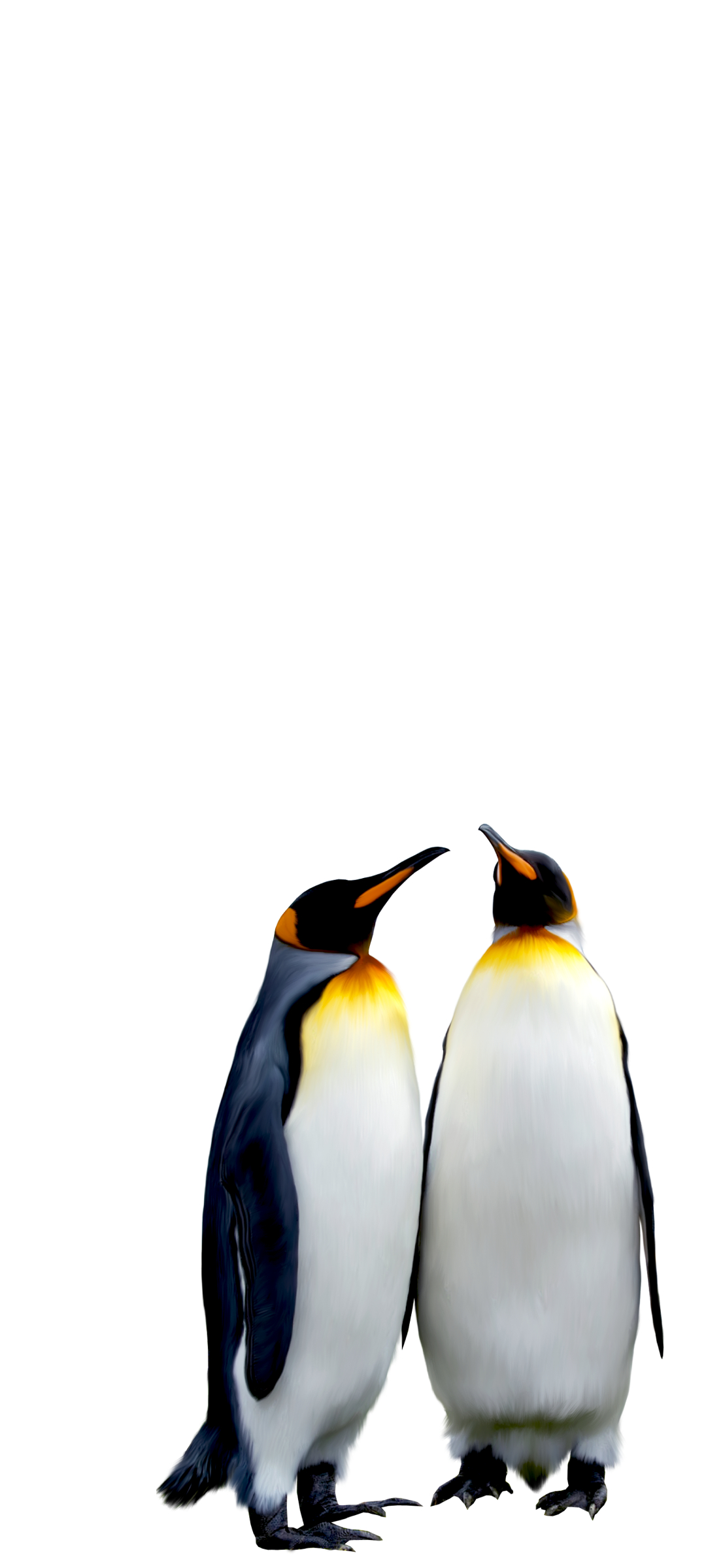 ペンギンの夫婦 Galaxy 1 スマホ壁紙 待ち受け スマラン