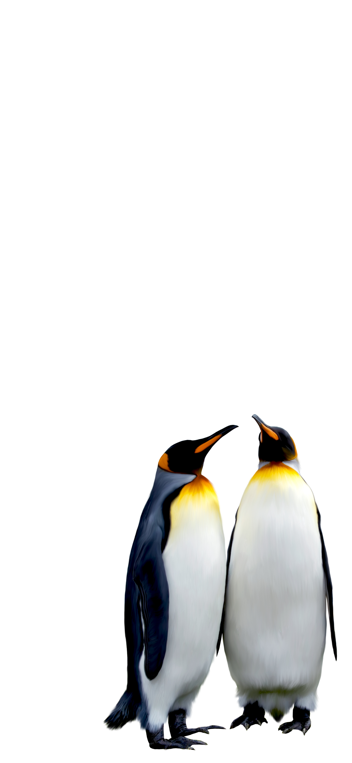 ペンギンの夫婦 Iphone 12 Pro 壁紙 待ち受け Sumaran