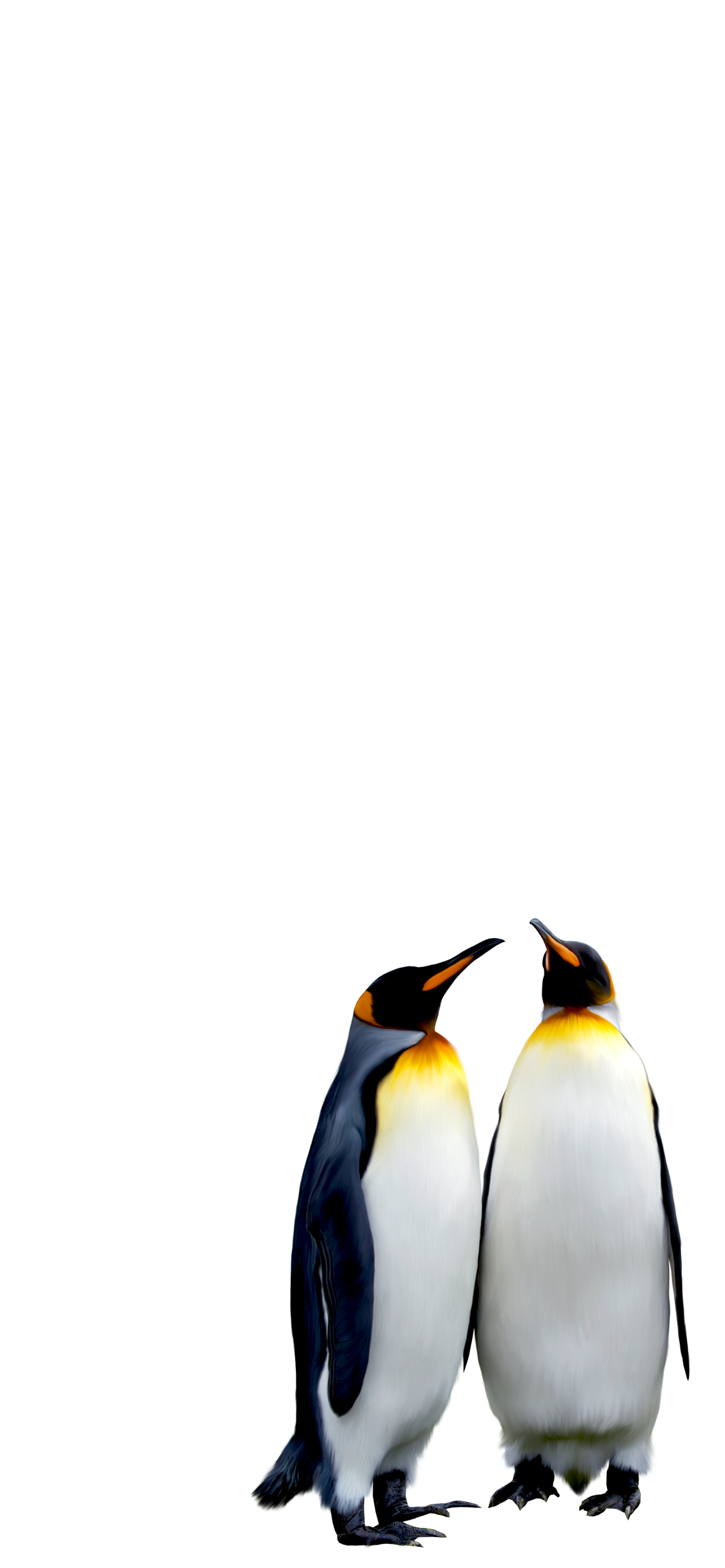 ペンギンの夫婦 Iphone 13 Pro Max壁紙 待ち受け スマラン