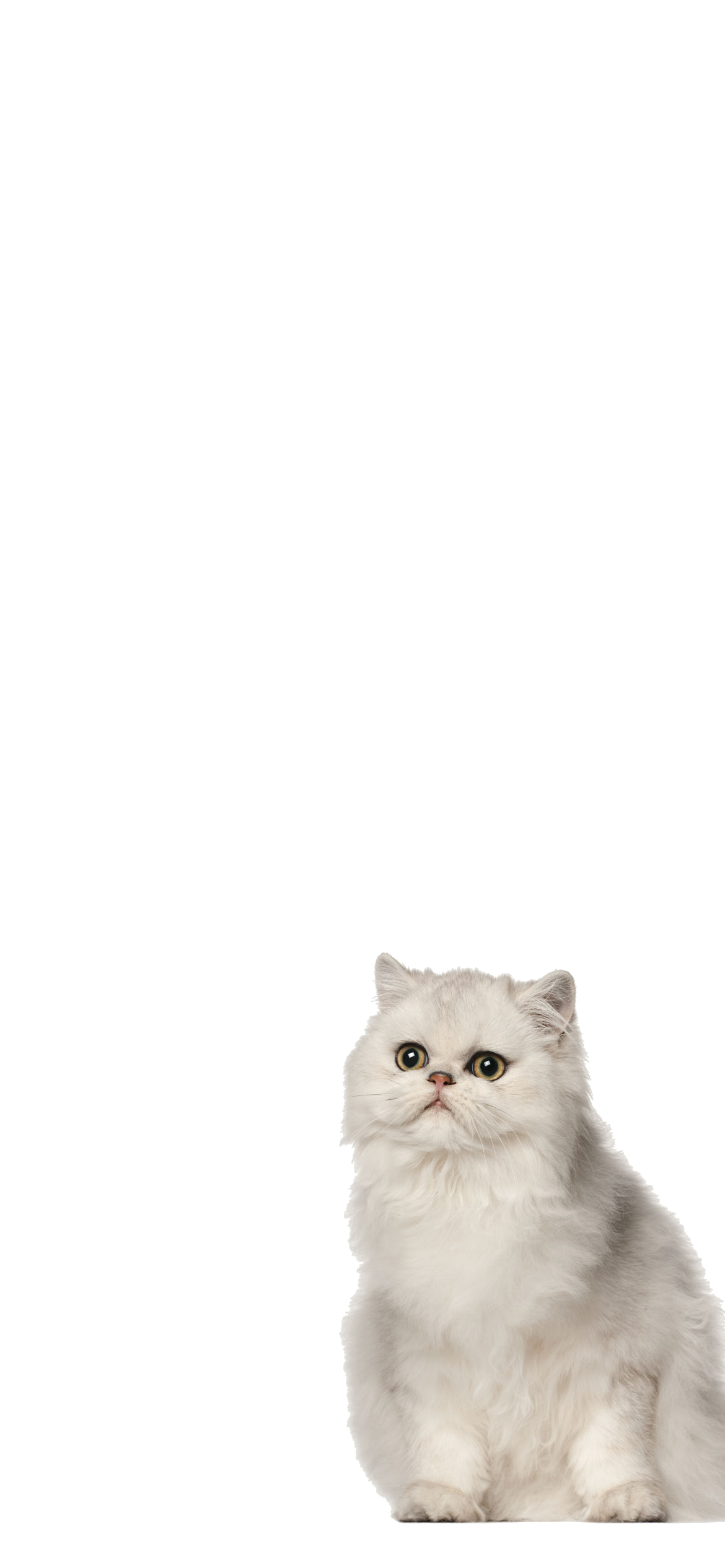 Iphone 13 猫の壁紙 待ち受け 人気ランキング 高画質 スマラン