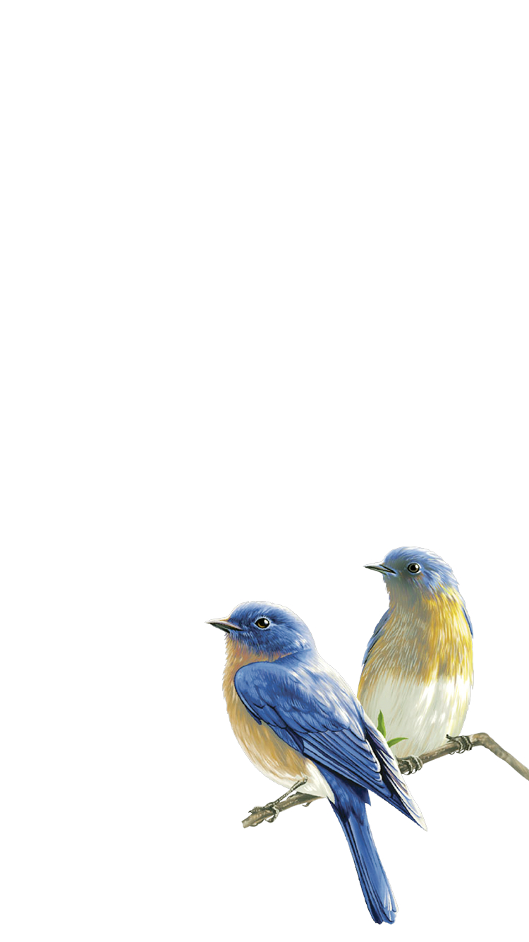 幸せの青い鳥 ルリビタキ Iphone 7 壁紙 待ち受け スマラン