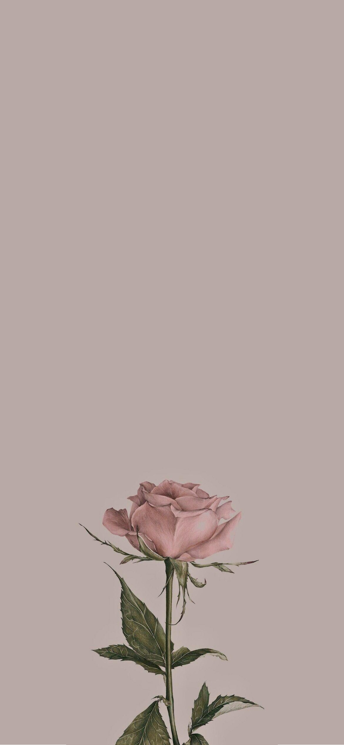 ビンテージ 綺麗なピンクの薔薇 Iphone 13 壁紙 待ち受け スマラン