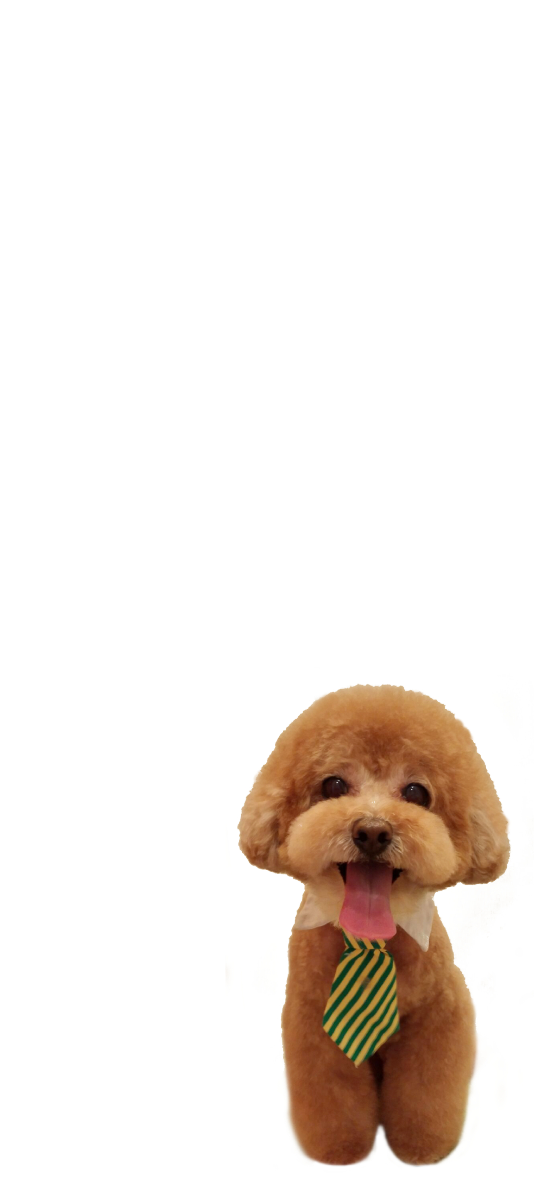 トイプードル 犬 Redmi Note 10 Pro 壁紙 待ち受け スマラン