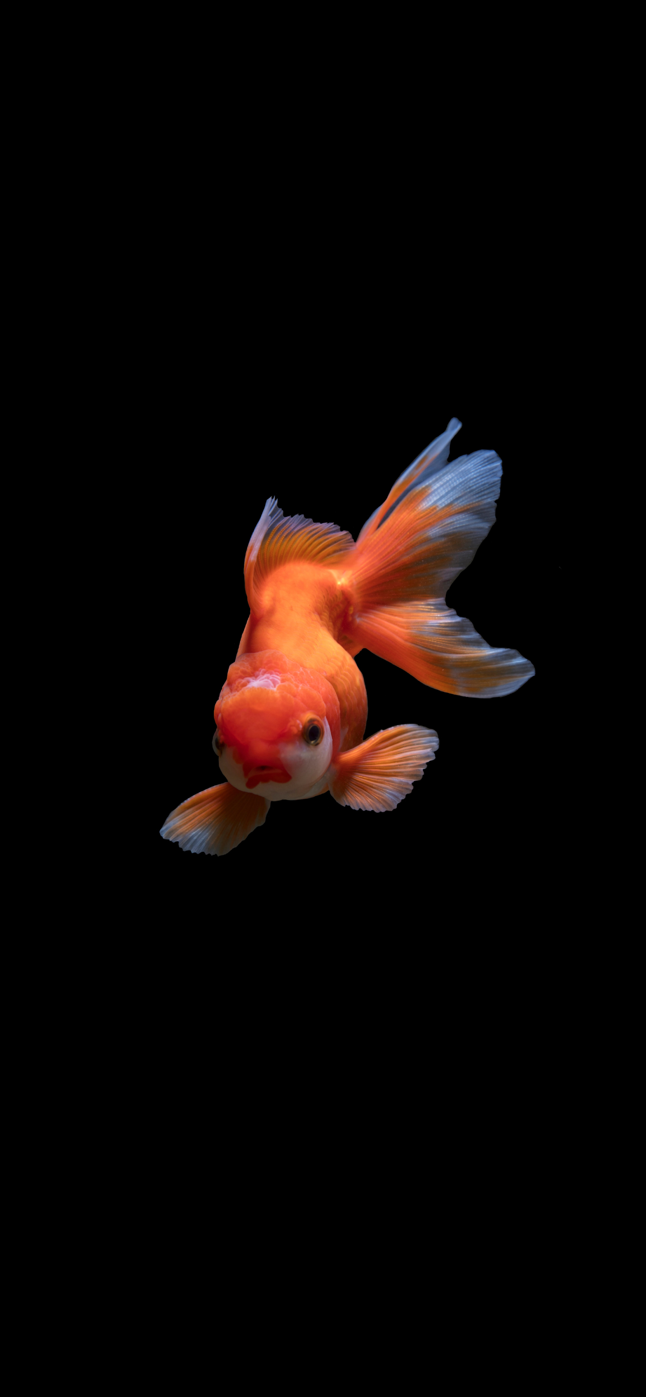 Iphone 13 Pro Maxの魚の壁紙 待ち受け 人気ランキング 高画質 スマラン