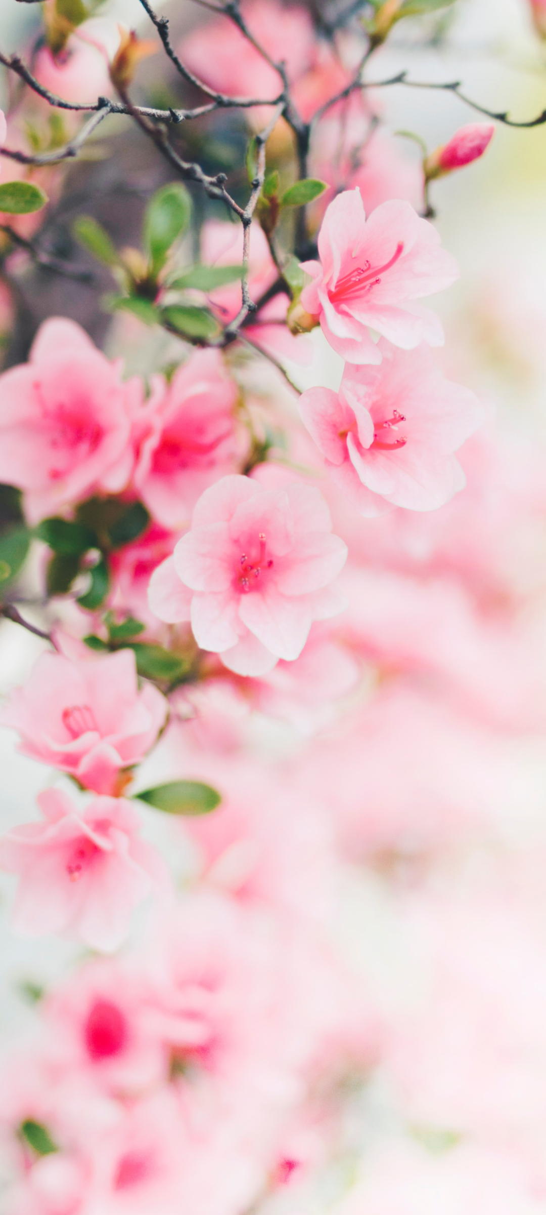 淡いピンクの桜 4月 Zenfone 8 壁紙 待ち受け スマラン