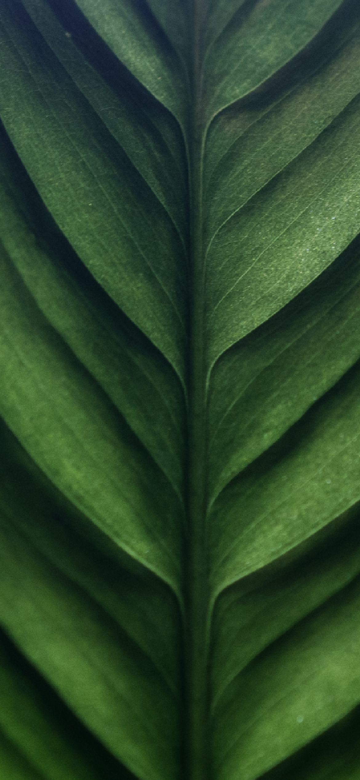 綺麗な緑の葉っぱのクローズアップ Iphone 12 壁紙 待ち受け スマラン