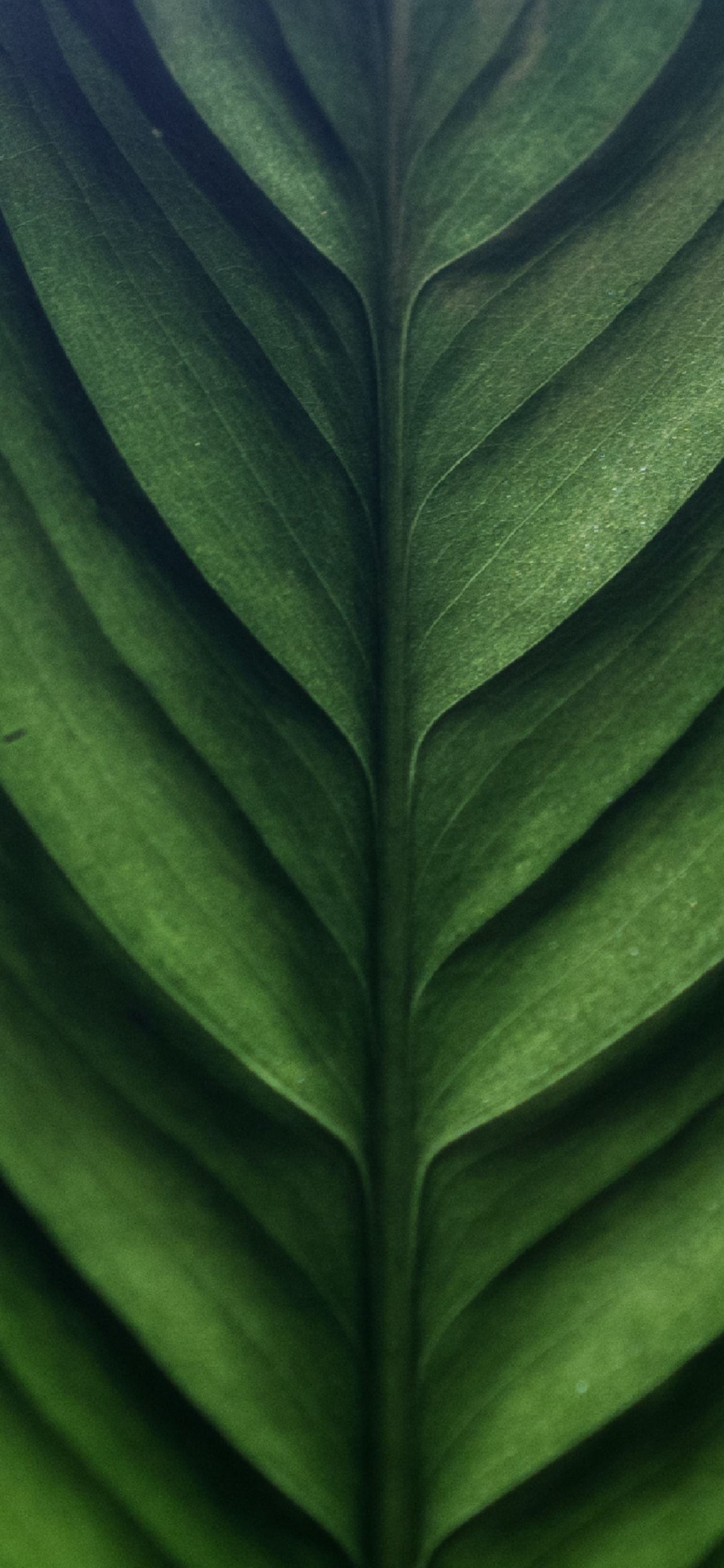 Iphone 13 Pro Maxの植物の壁紙 待ち受け 人気ランキング 高画質 Sumaran