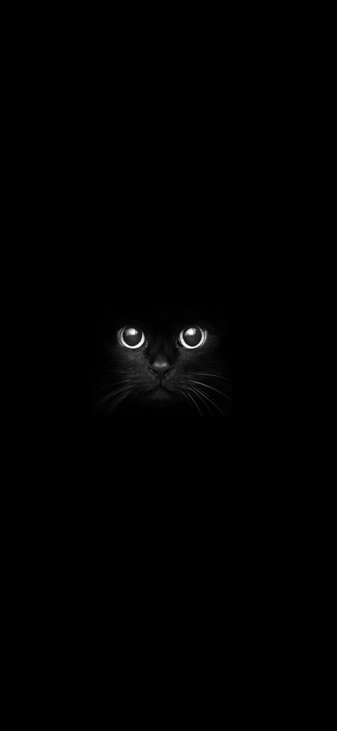 暗闇の中の黒猫 Iphone 13 Mini 壁紙 待ち受け スマラン