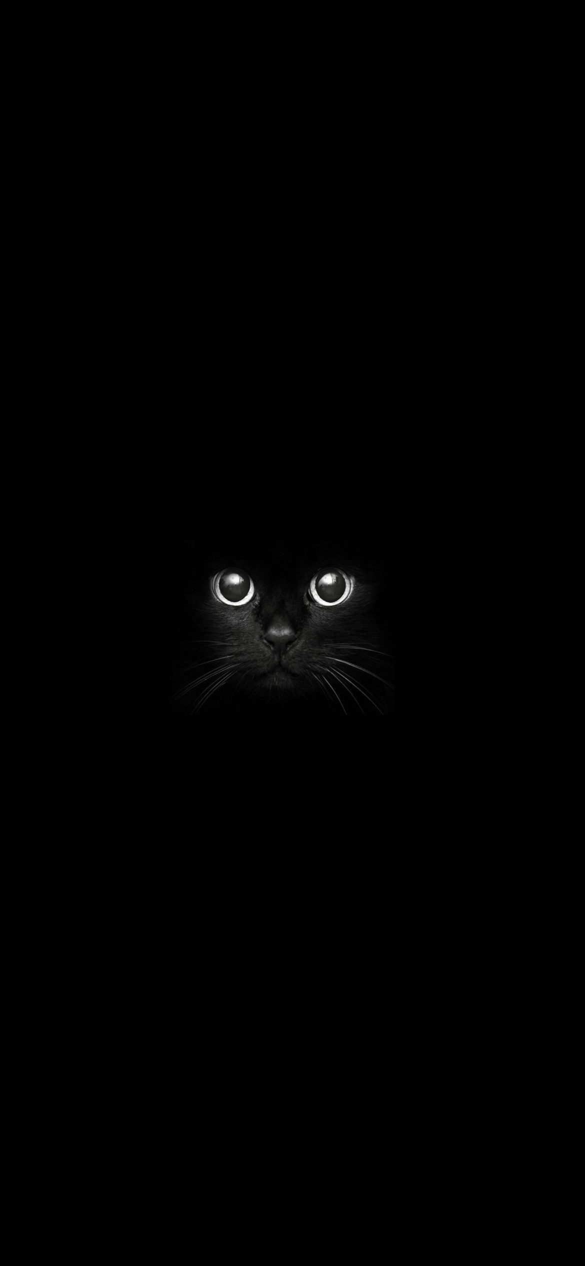 暗闇の中の黒猫 Iphone 12 Pro 壁紙 待ち受け スマラン