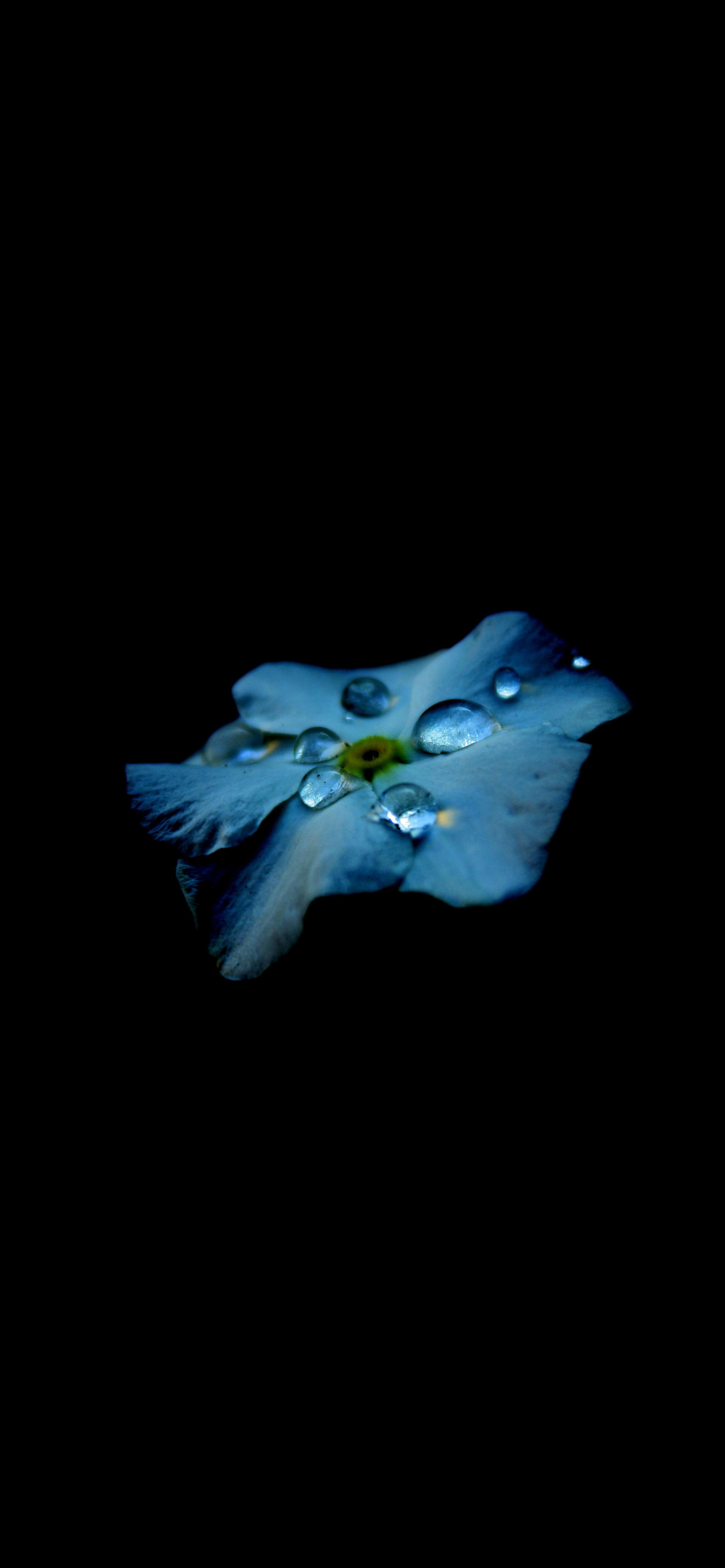 綺麗な水滴のついた水色の花 Iphone 13 壁紙 待ち受け スマラン