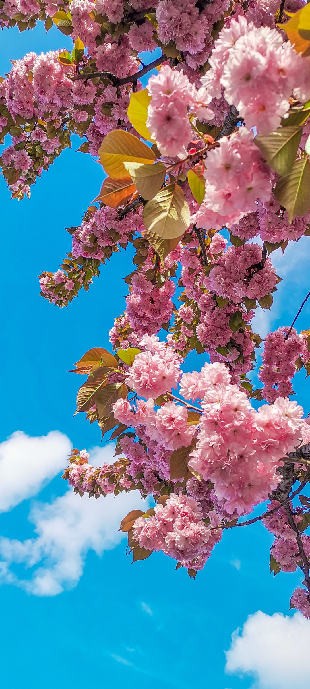 綺麗な青空とピンクの桜 Galaxy A51 5g 壁紙 待ち受け スマラン