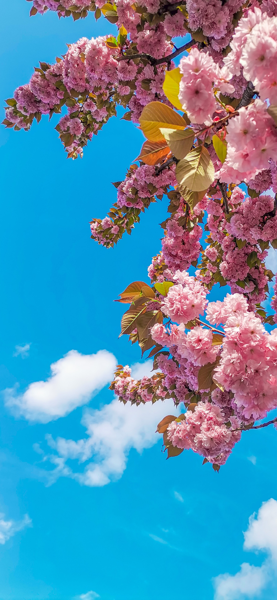 綺麗な青空とピンクの桜 Iphone 12 壁紙 待ち受け Sumaran