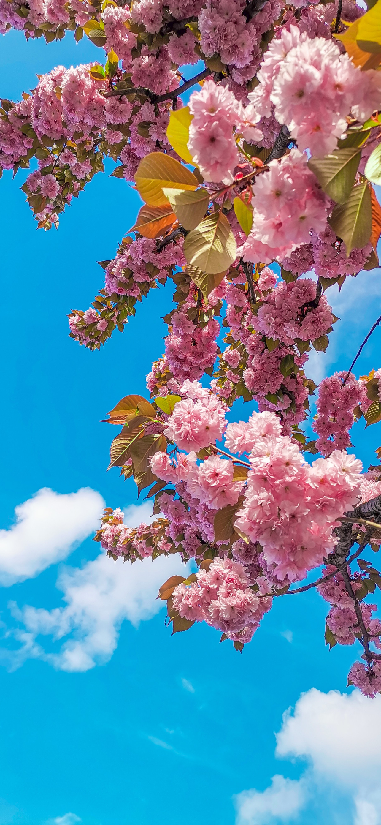 綺麗な青空とピンクの桜 Iphone 13 Pro Max 壁紙 待ち受け スマラン