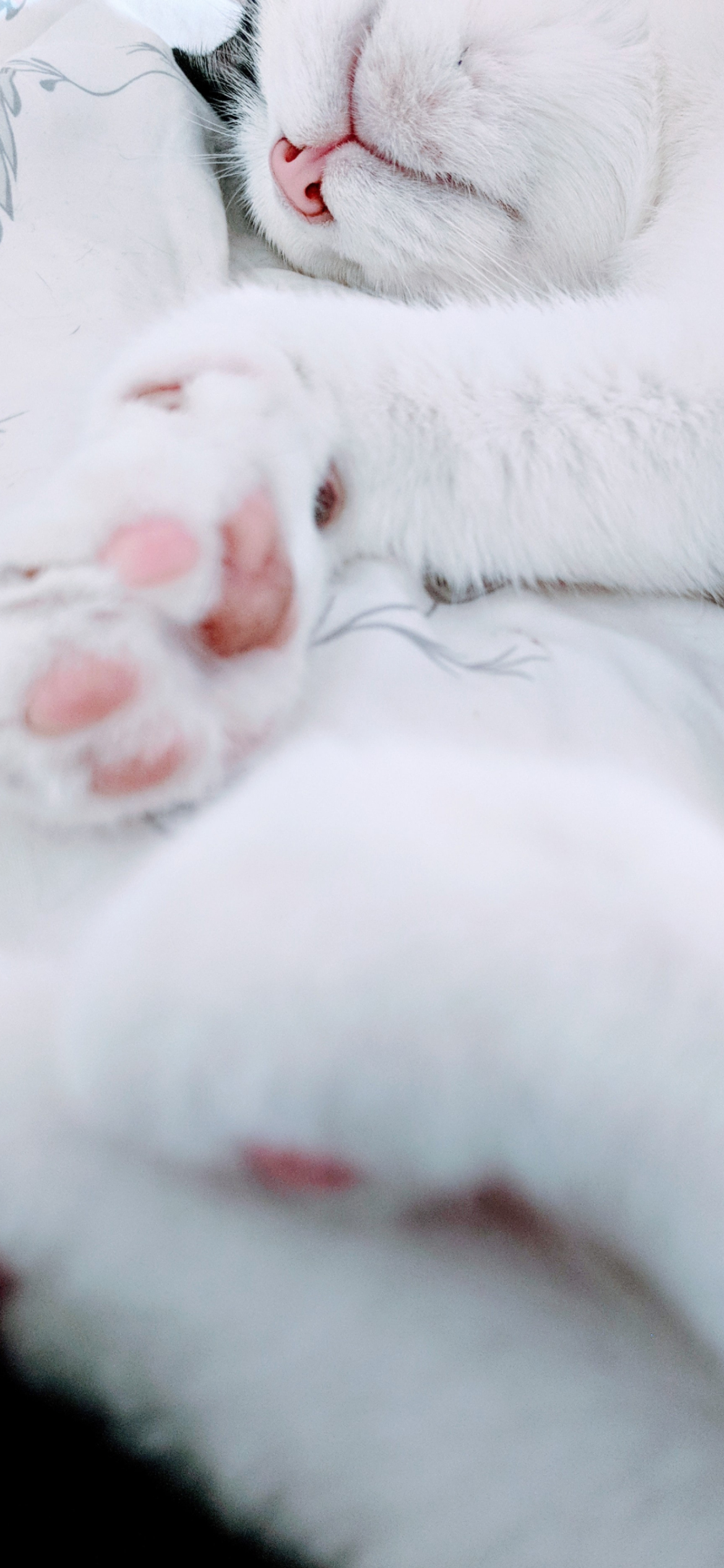 寝ている白い猫の肉球 Iphone 13 壁紙 待ち受け Sumaran