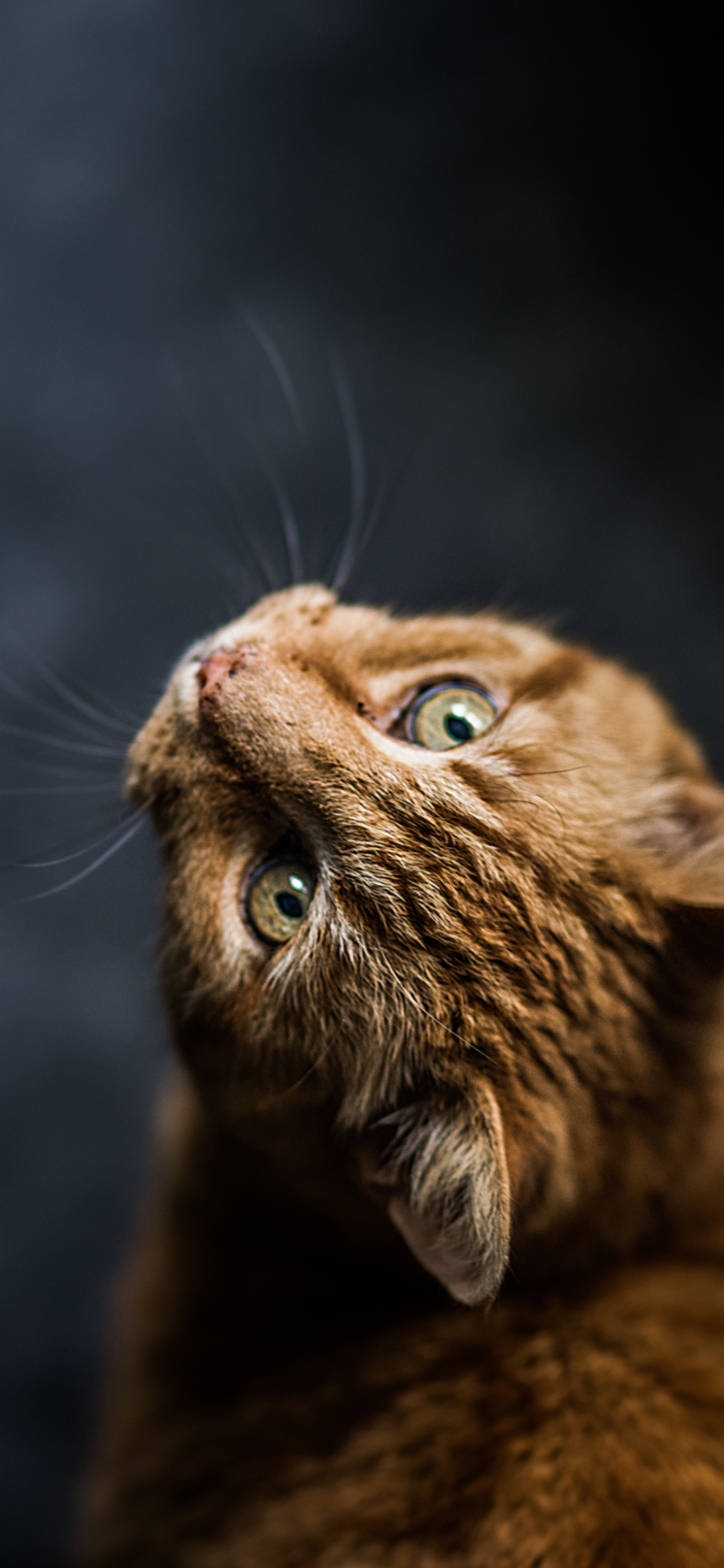 上を見つけるかっこいい茶色の猫 Google Pixel 5 壁紙 待ち受け Sumaran