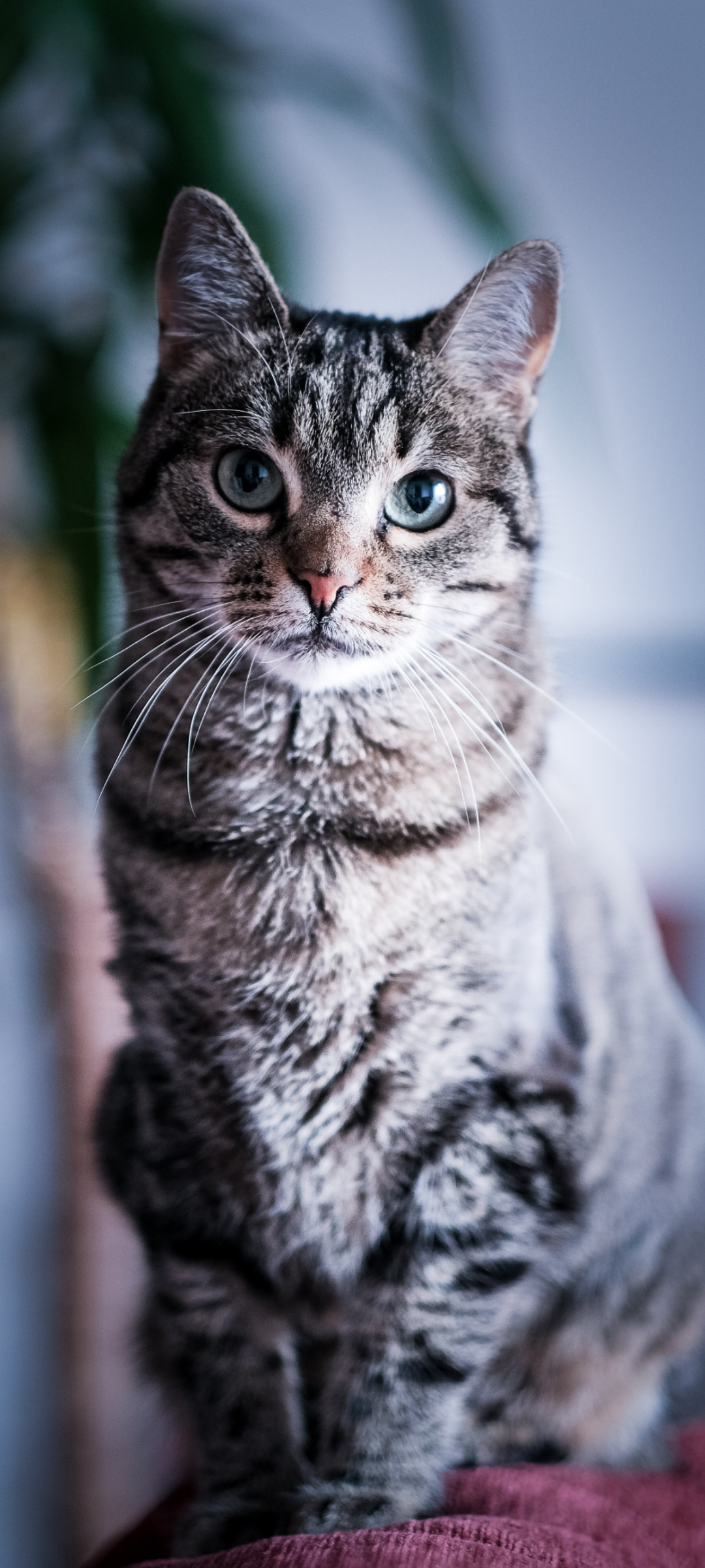 真っすぐ正面を見つめる凛々しい猫 Galaxy A51 5g 壁紙 待ち受け Sumaran