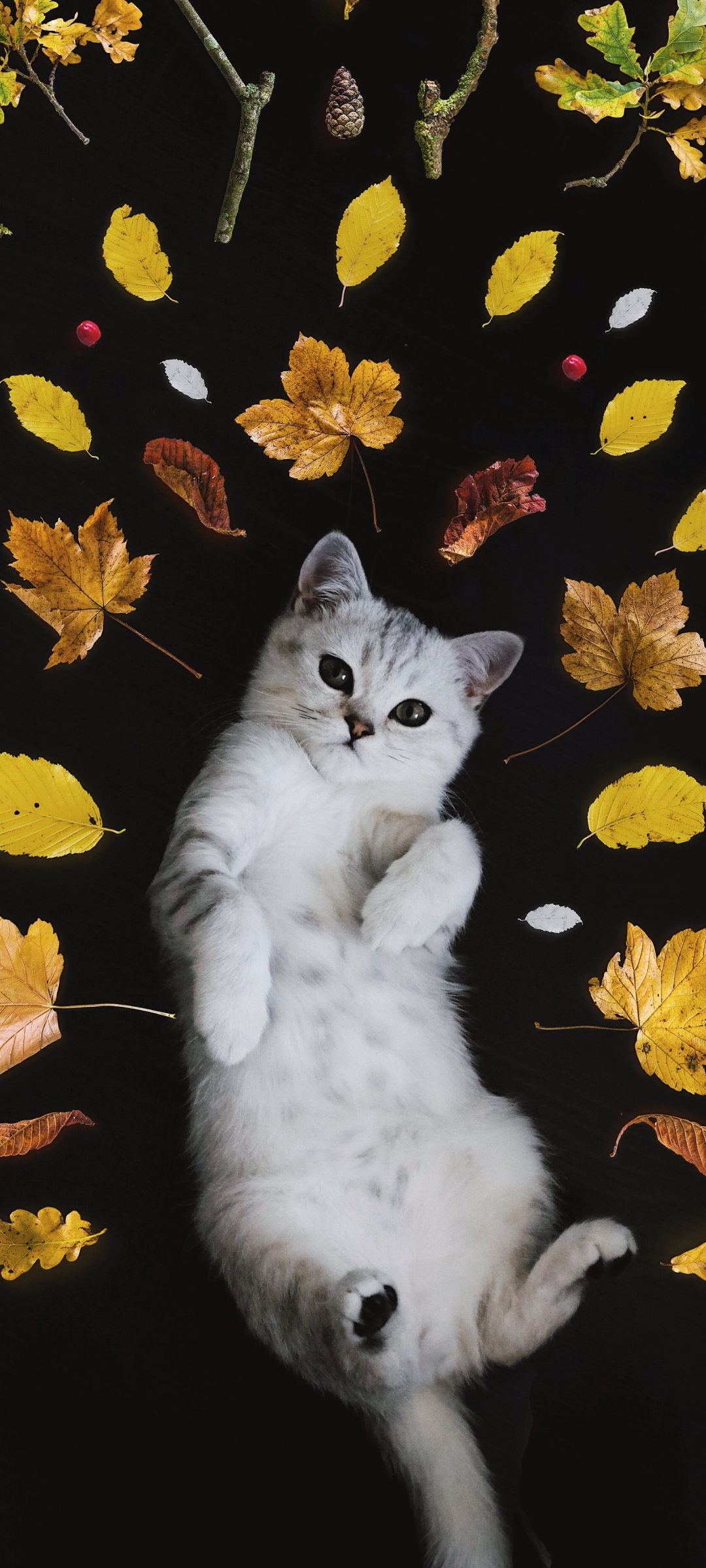寝そべる猫と葉っぱ Google Pixel 6 壁紙 待ち受け スマラン