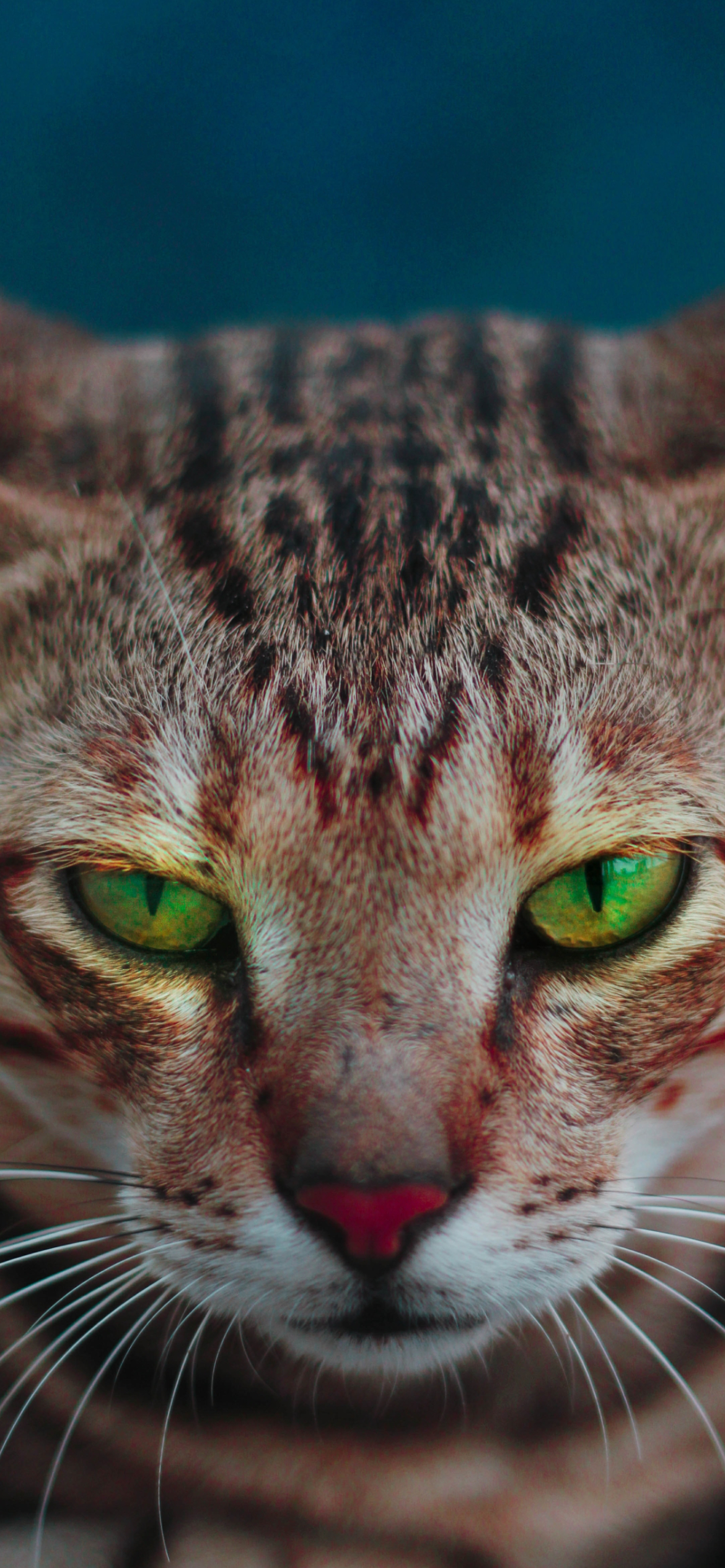 綺麗な緑の瞳の雄猫 Iphone 13 Pro 壁紙 待ち受け スマラン