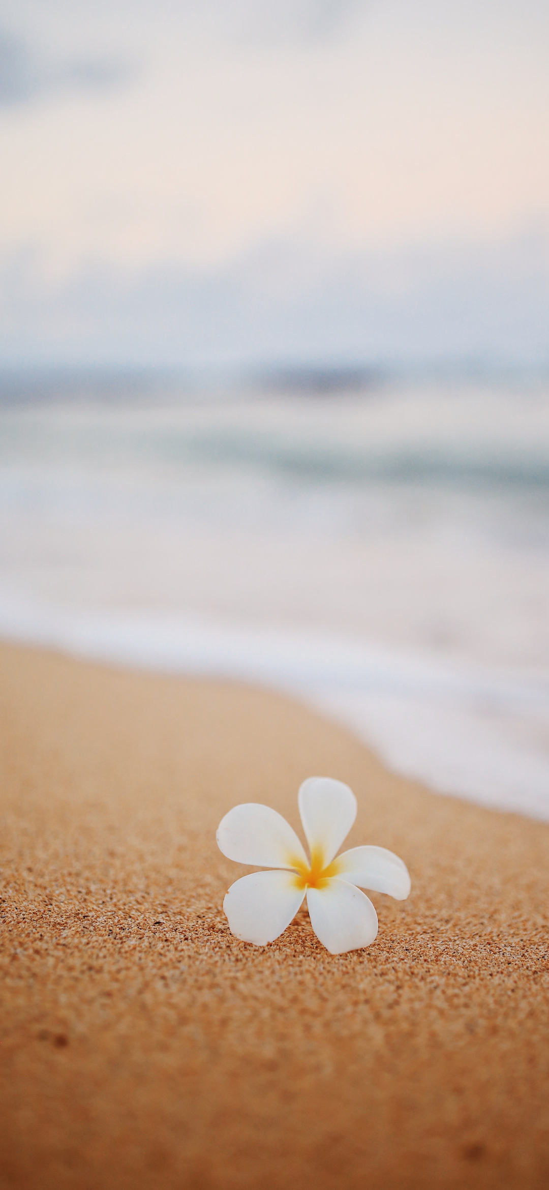 ハワイのワイキキビーチ 白い花 Iphone 13 Mini 壁紙 待ち受け スマラン