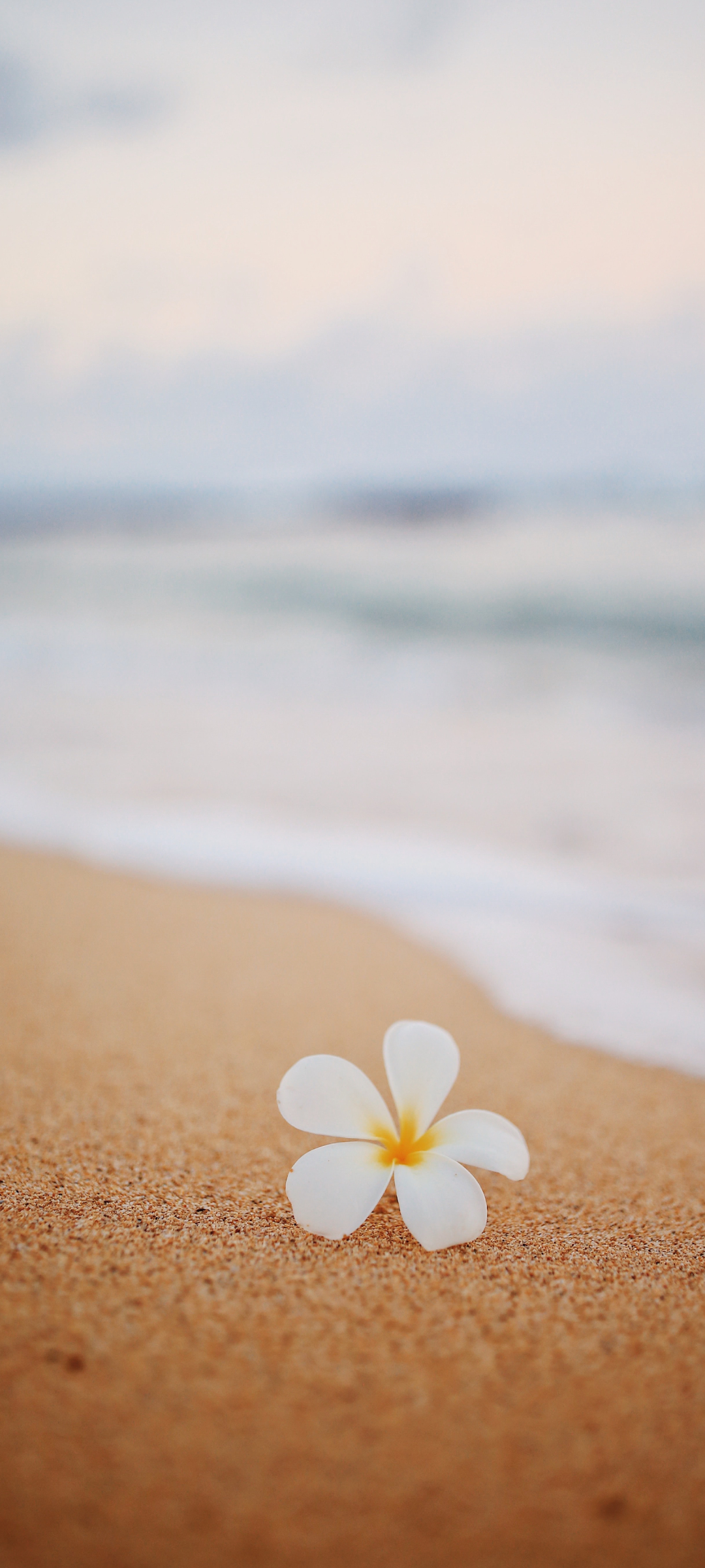 ハワイのワイキキビーチ 白い花 Zenfone 8 壁紙 待ち受け Sumaran
