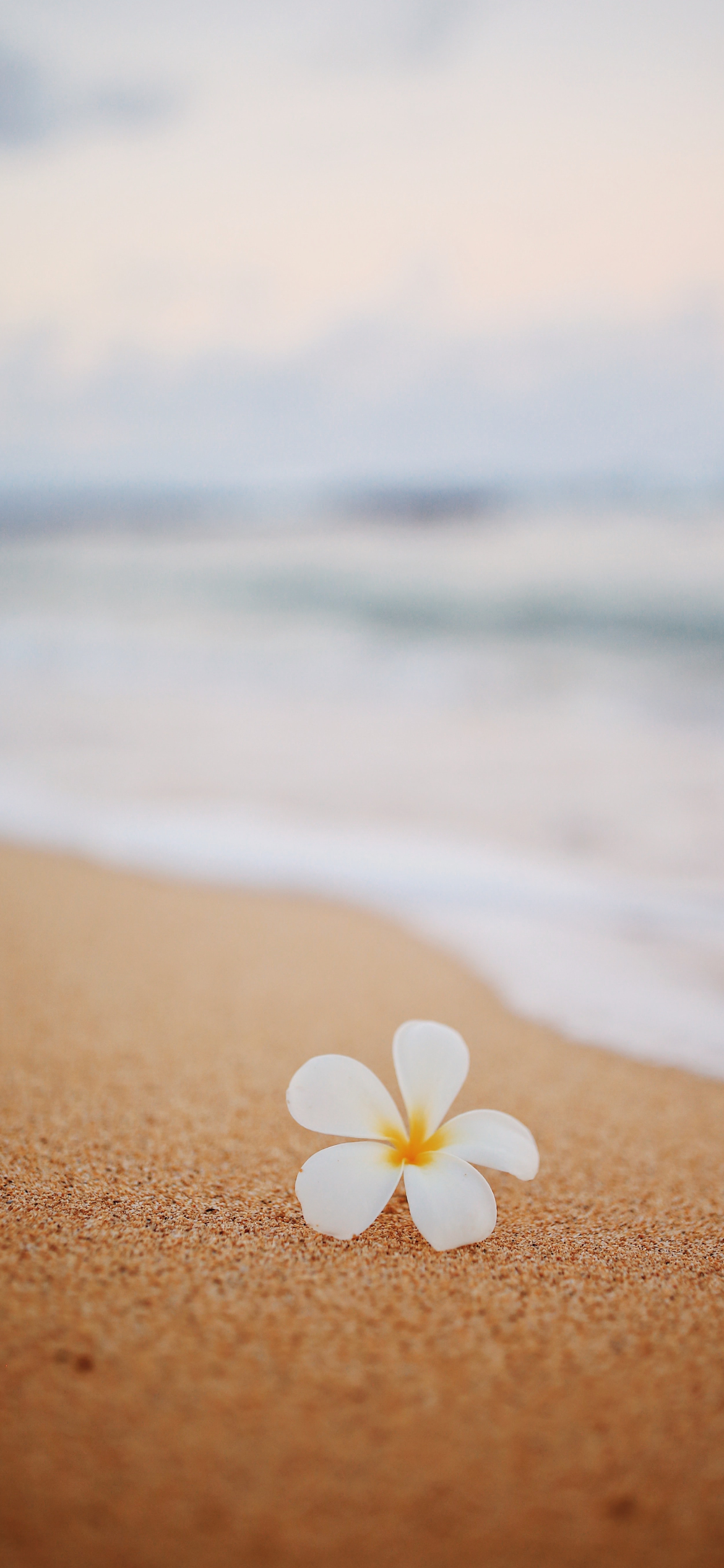 ハワイのワイキキビーチ 白い花 Iphone 12 Pro 壁紙 待ち受け Sumaran
