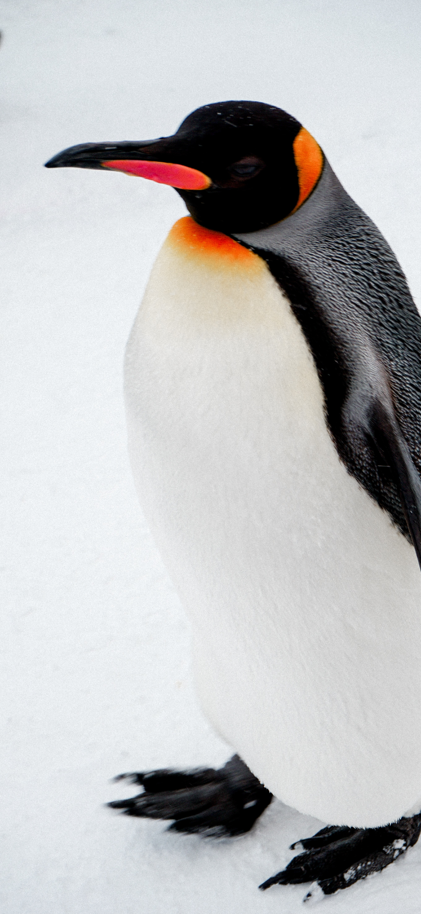 皇帝ペンギン Google Pixel 6 Pro 壁紙 待ち受け スマラン