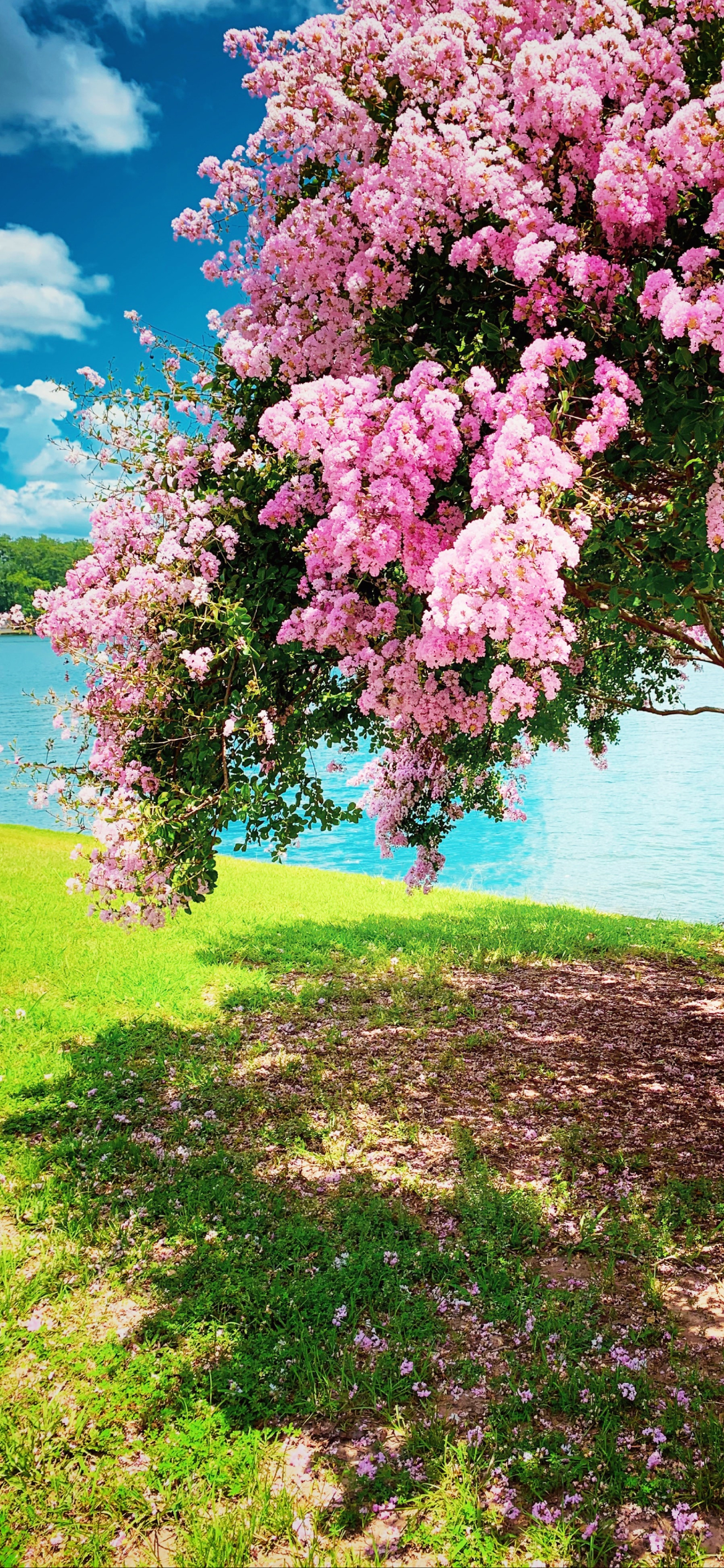 湖畔近くの綺麗な桜 Iphone 12 Pro 壁紙 待ち受け スマラン