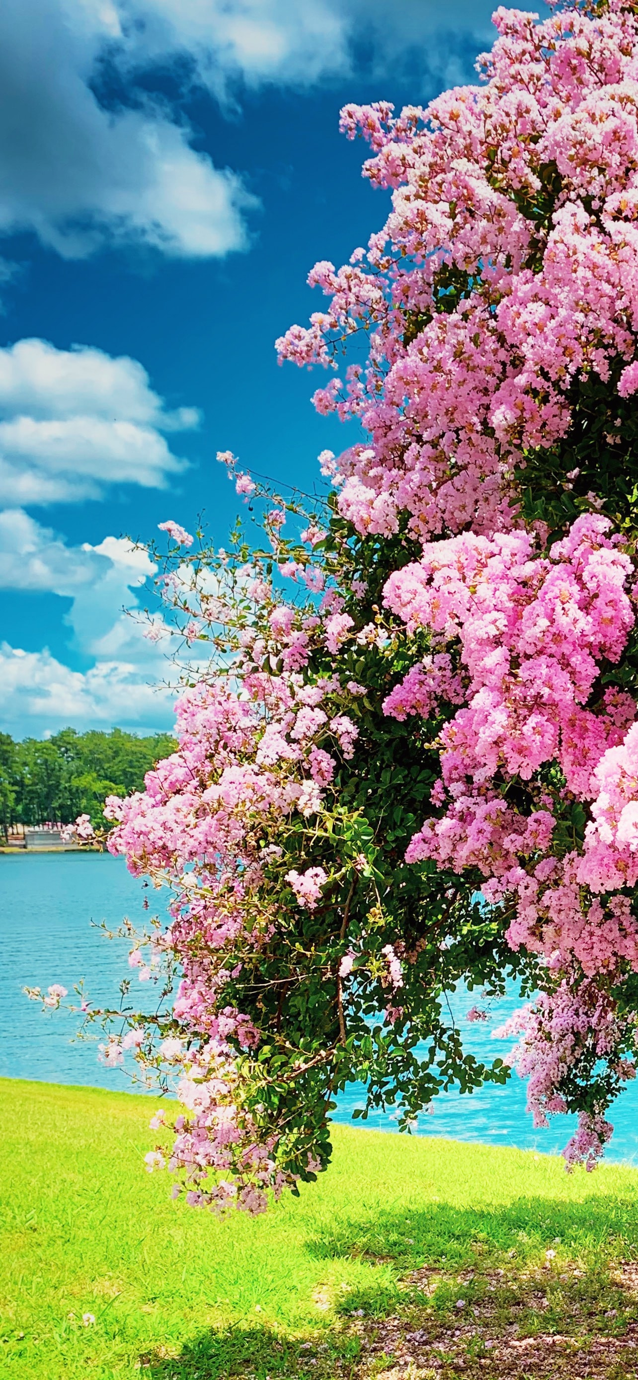 湖畔近くの綺麗な桜 Iphone 13 Pro Max 壁紙 待ち受け スマラン