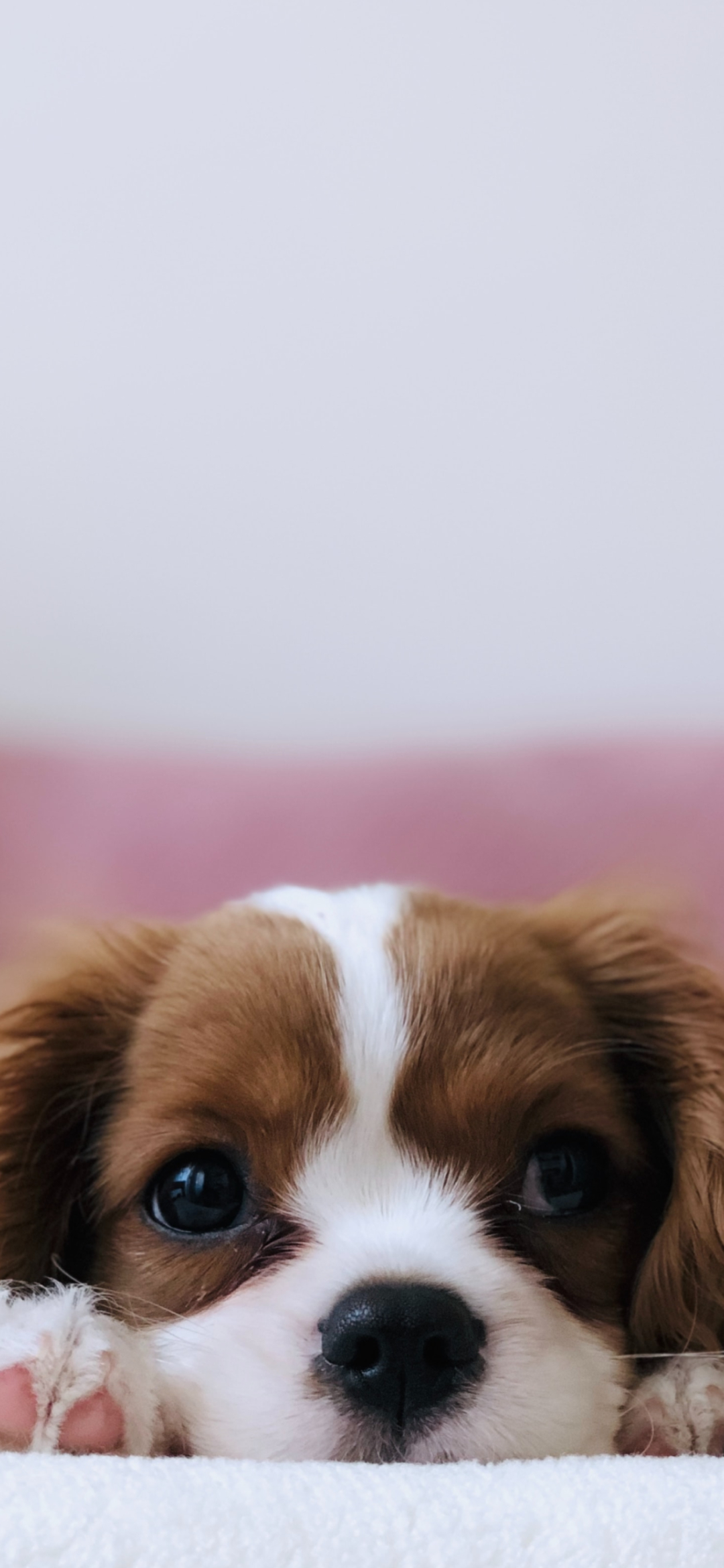 Iphone 13 Mini 犬の壁紙 待ち受け 人気ランキング 高画質 スマラン