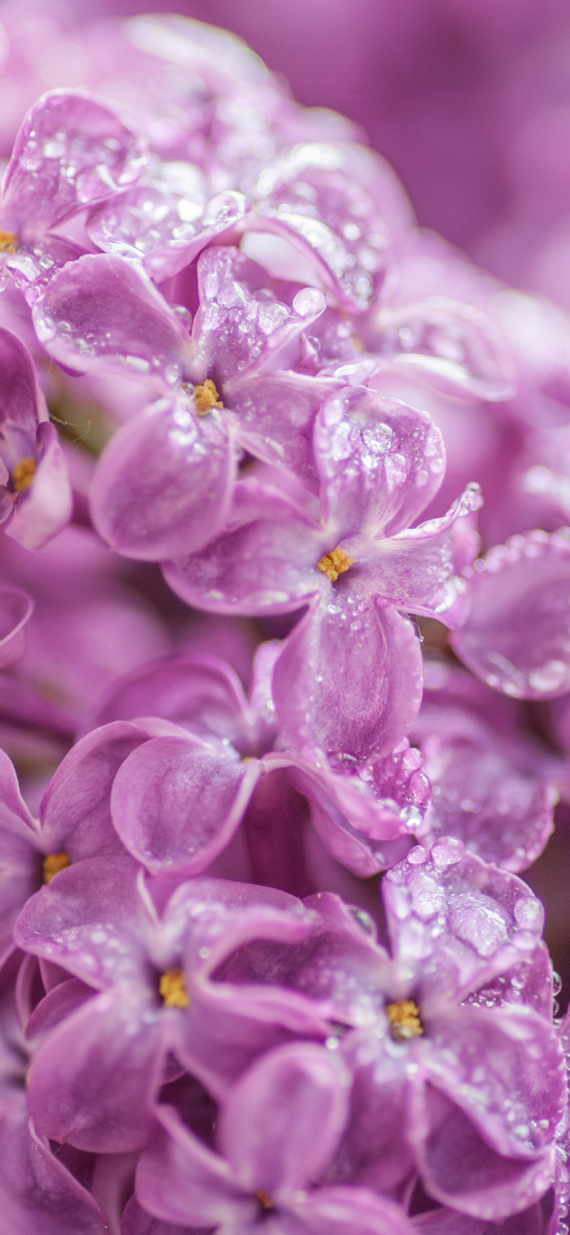 朝露のついた紫のライラックの花 Iphone 13 壁紙 待ち受け スマラン