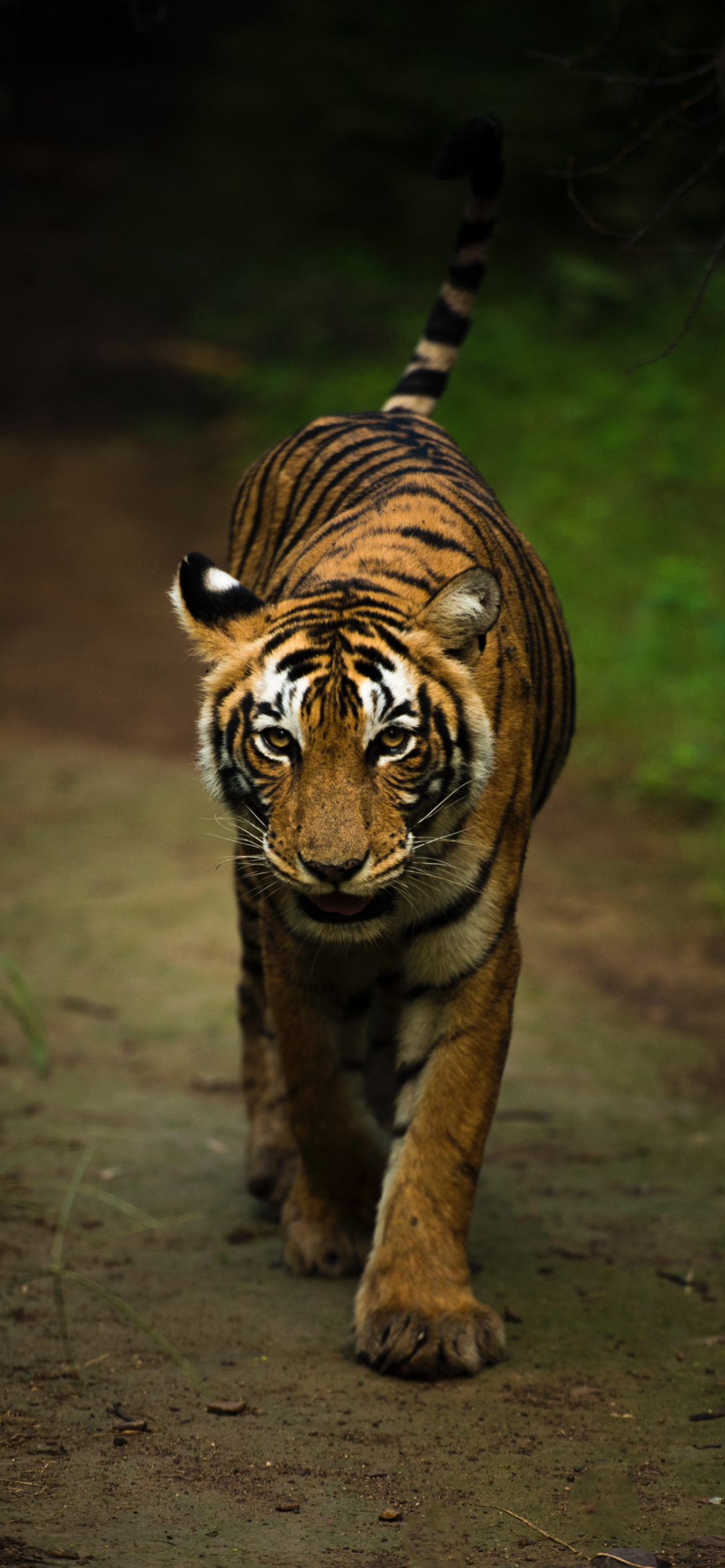 インド ランザンボア国立公園の虎 Iphone 12 Pro 壁紙 待ち受け スマラン