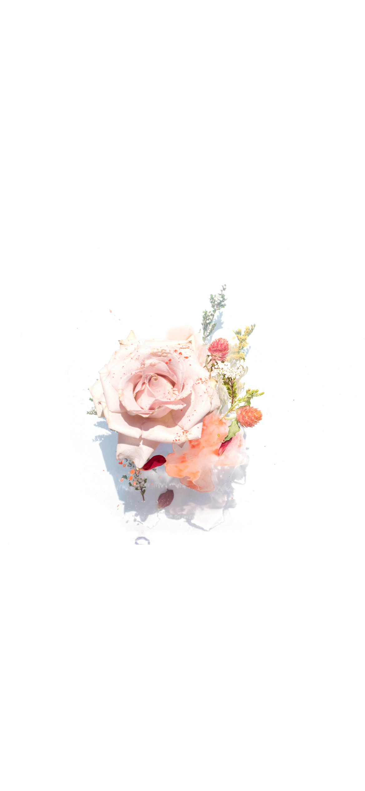 淡いピンクの花 薔薇 Iphone 12 Pro 壁紙 待ち受け Sumaran
