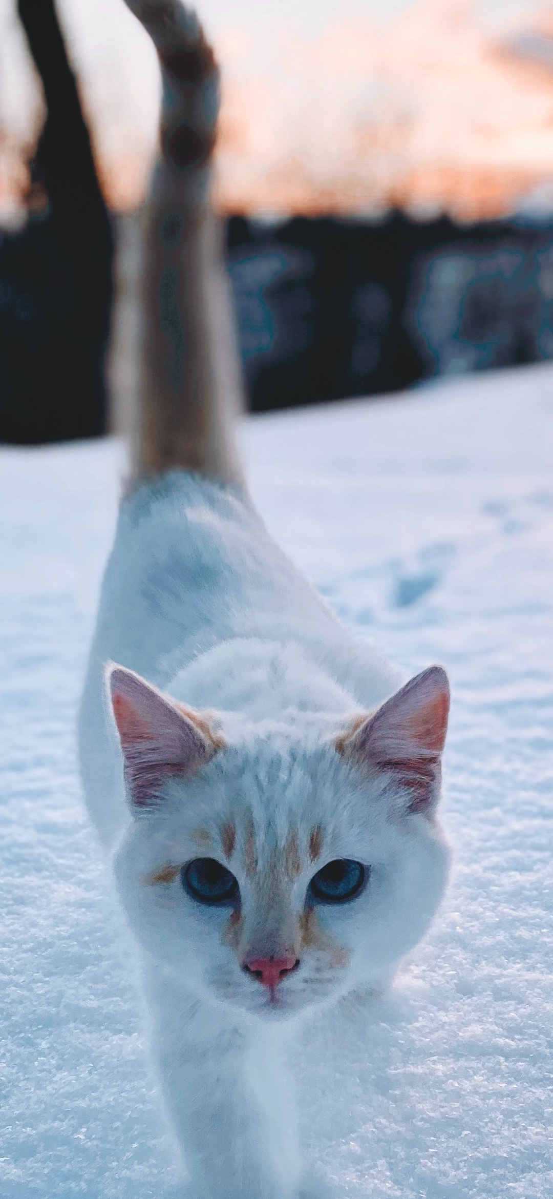 雪の中を歩く白い猫 Iphone 12 Mini 壁紙 待ち受け スマラン
