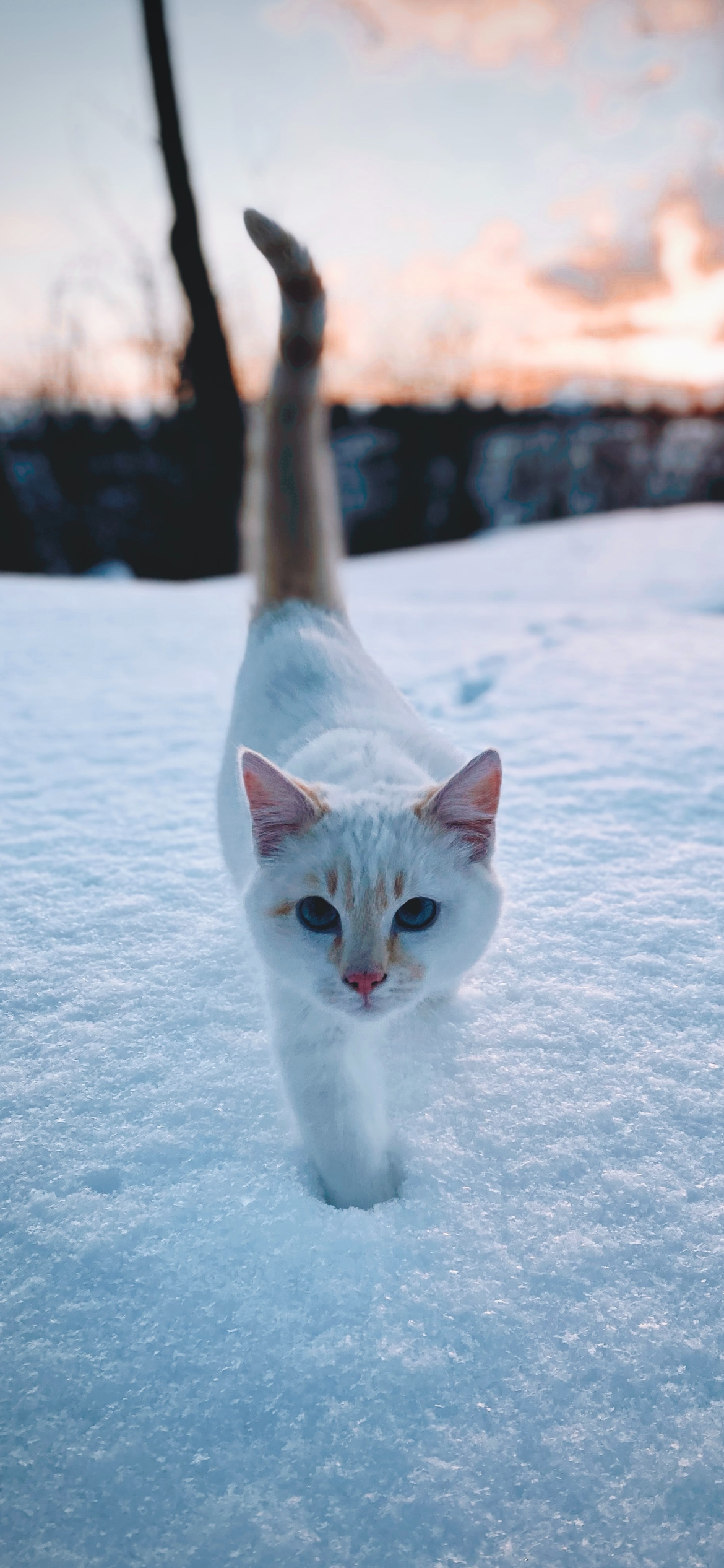 雪の中を歩く白い猫 Iphone 12 壁紙 待ち受け スマラン