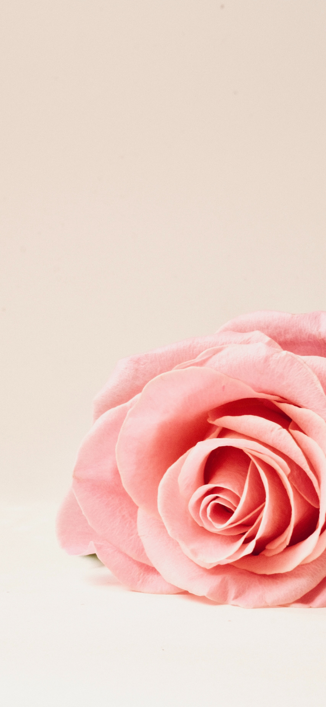 淡いピンクの薔薇 Iphone 13 Mini 壁紙 待ち受け スマラン