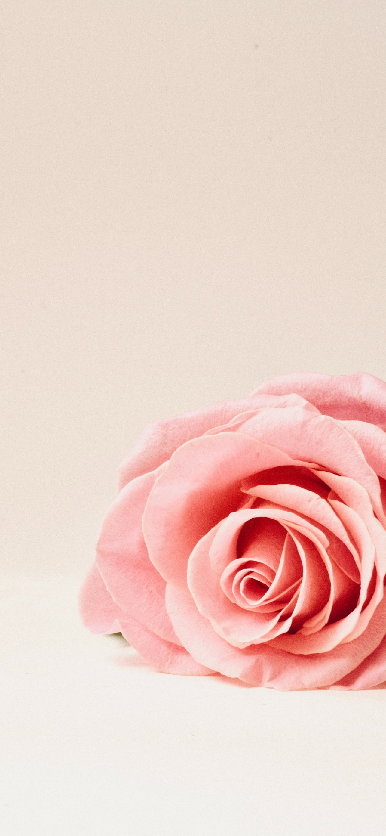 淡いピンクの薔薇 Iphone 13 Pro Max 壁紙 待ち受け スマラン