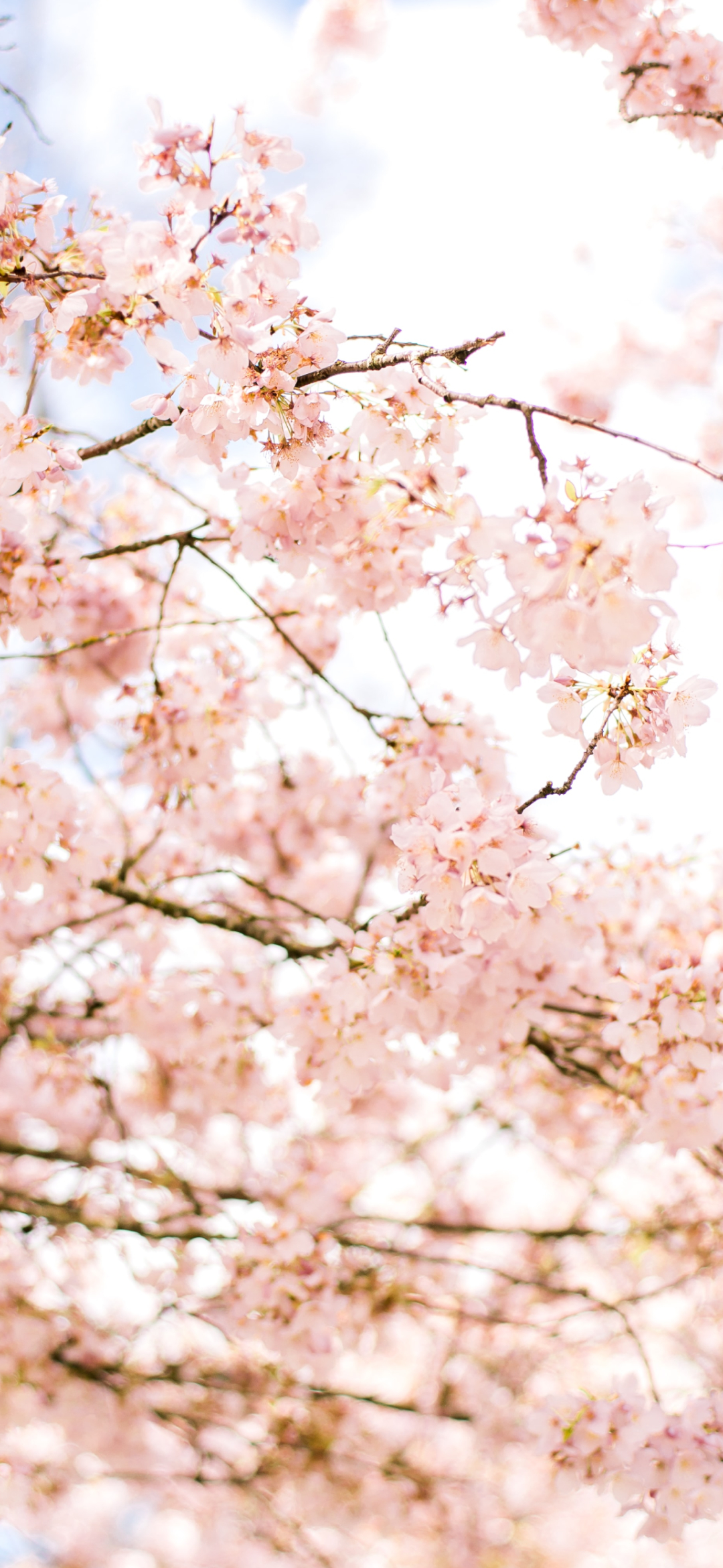 春 綺麗な桜 Iphone 13 Mini 壁紙 待ち受け スマラン