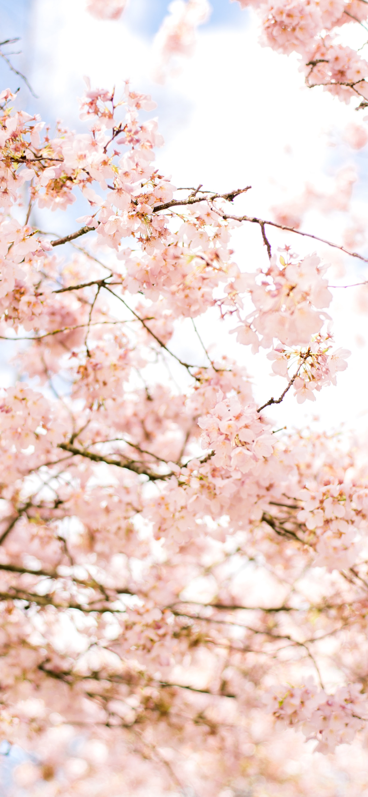 春 綺麗な桜 Iphone 12 Pro 壁紙 待ち受け スマラン