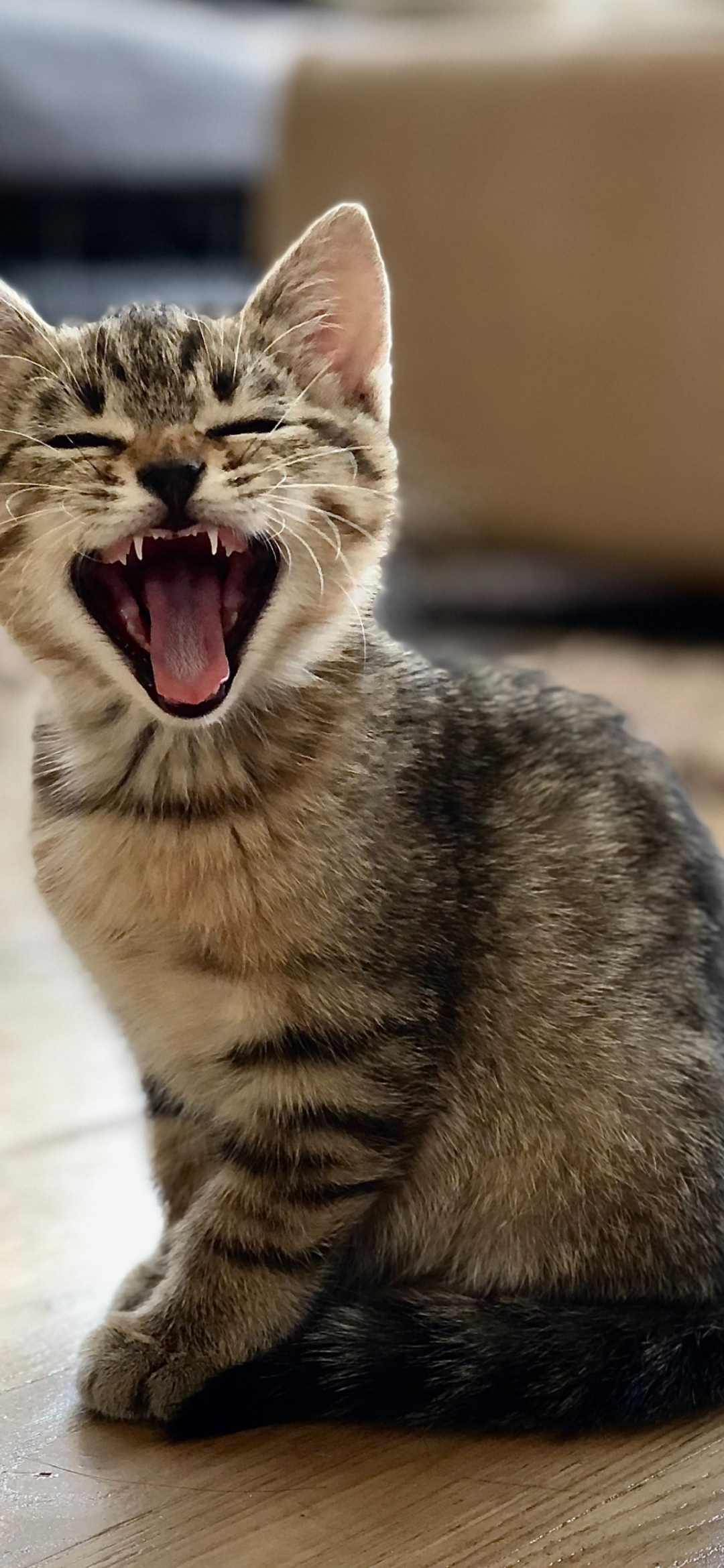 あくびをするかわいい子猫 Iphone 12 Mini 壁紙 待ち受け Sumaran