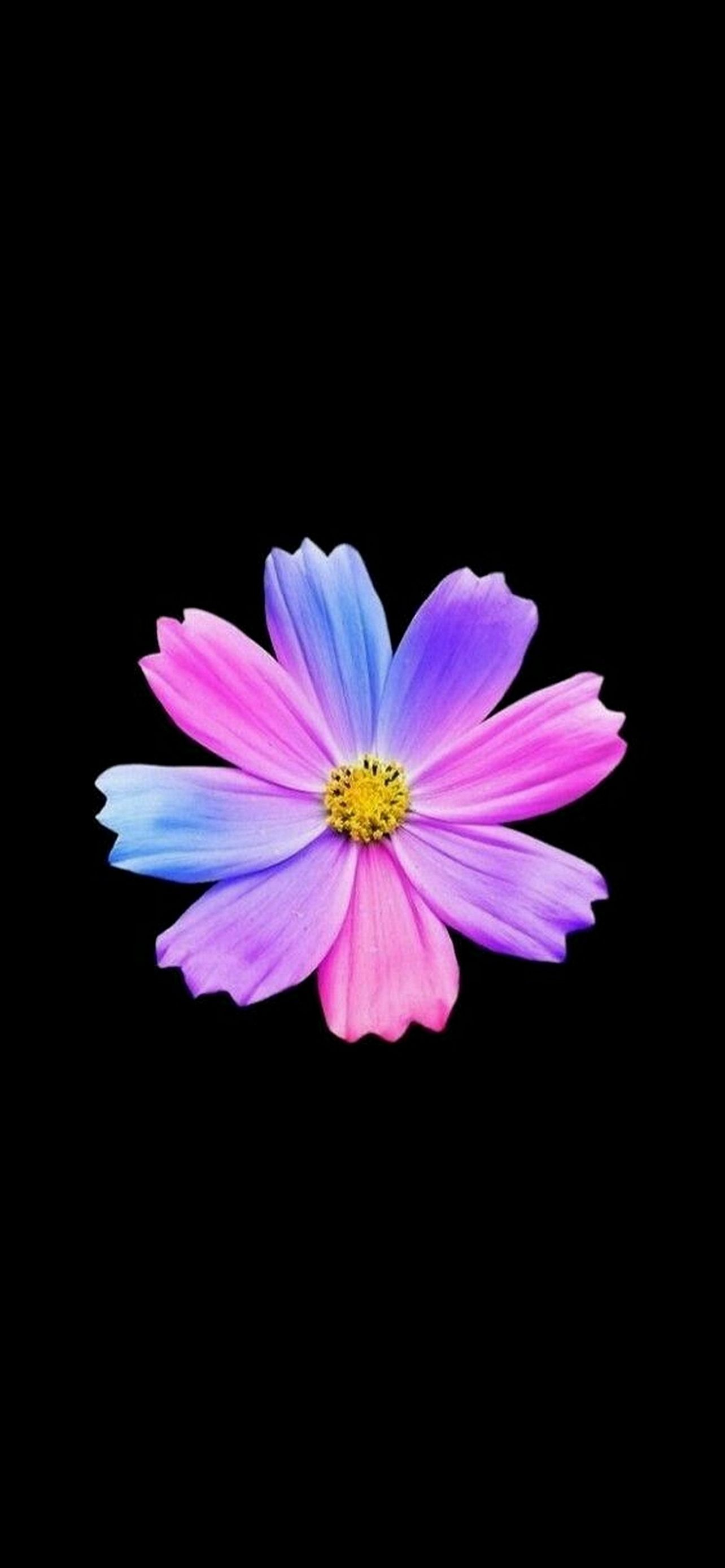 紫 ピンク 水色の花 Iphone 13 Pro Max 壁紙 待ち受け スマラン