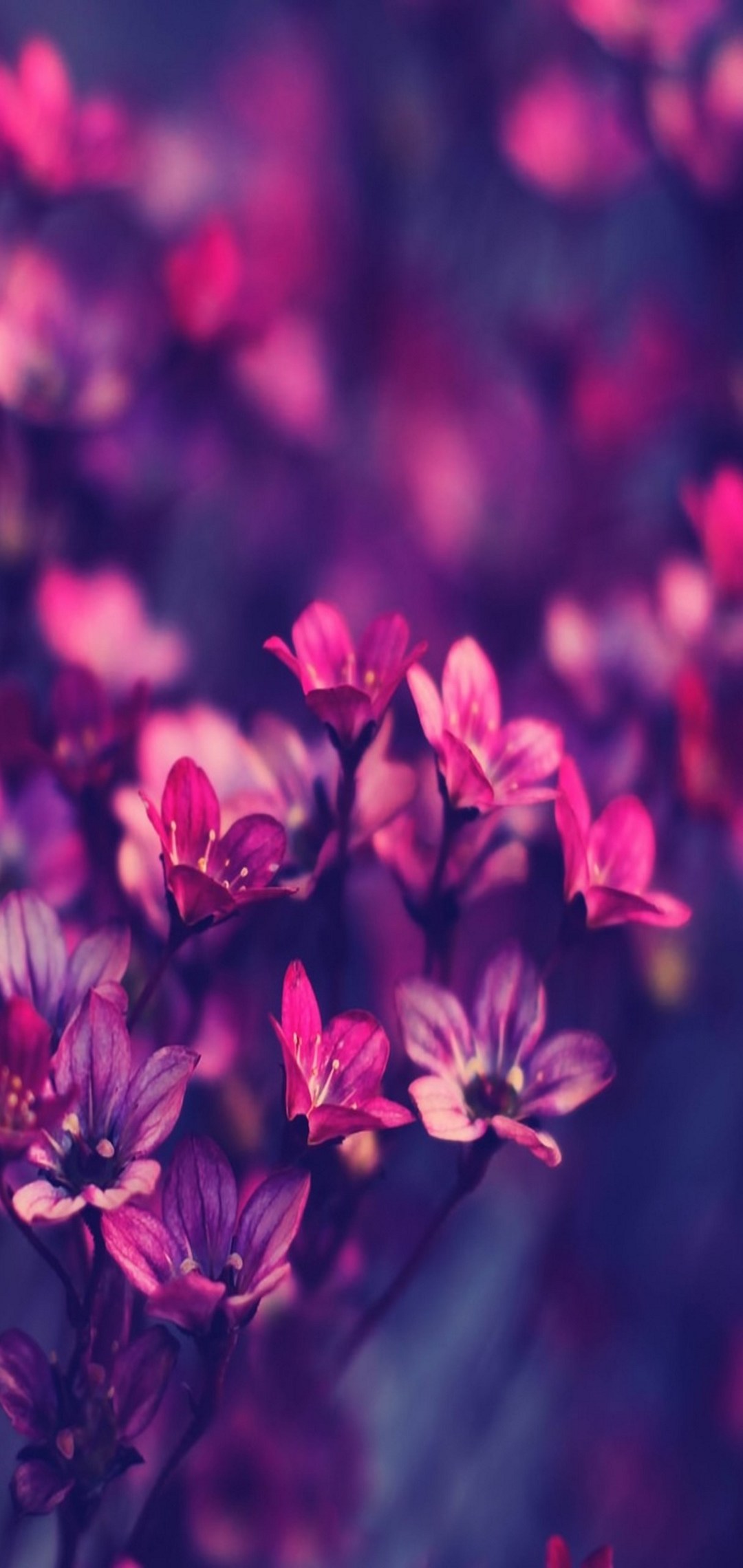 綺麗で可愛いピンクの花 Arrows Rx Androidスマホ壁紙 待ち受け スマラン