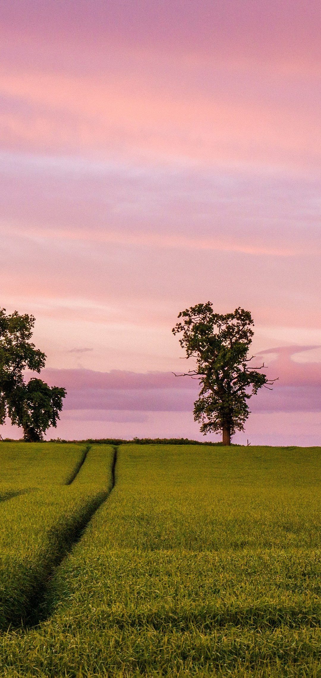 綺麗なピンクのグラデーションの空 緑の田園風景 Oppo R15 Pro Androidスマホ壁紙 待ち受け スマラン