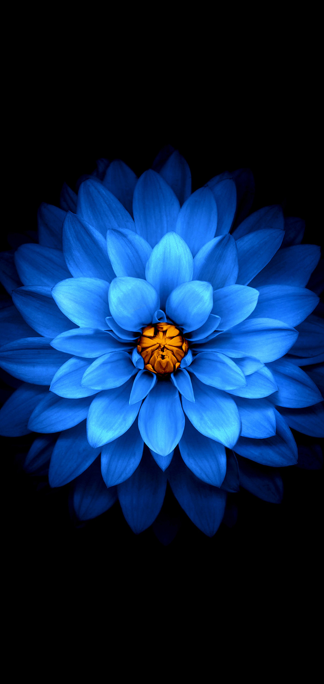 綺麗な青い花 正面 Oppo R15 Pro Androidスマホ壁紙 待ち受け スマラン