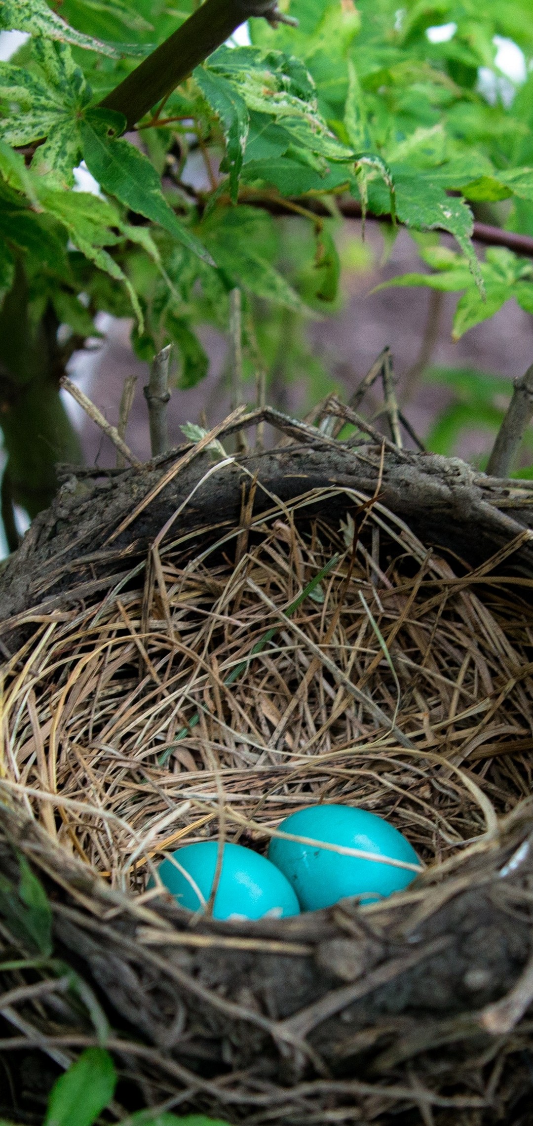 鳥の巣 2つの青い鳥の卵 Oppo R15 Pro Androidスマホ壁紙 待ち受け スマラン
