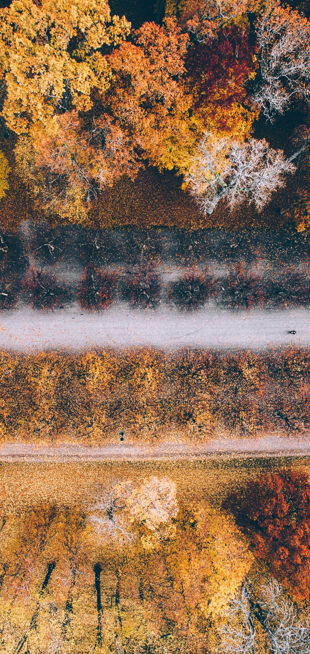 上から撮影した秋の森 Aquos Sense4 Lite Androidスマホ壁紙 待ち受け スマラン