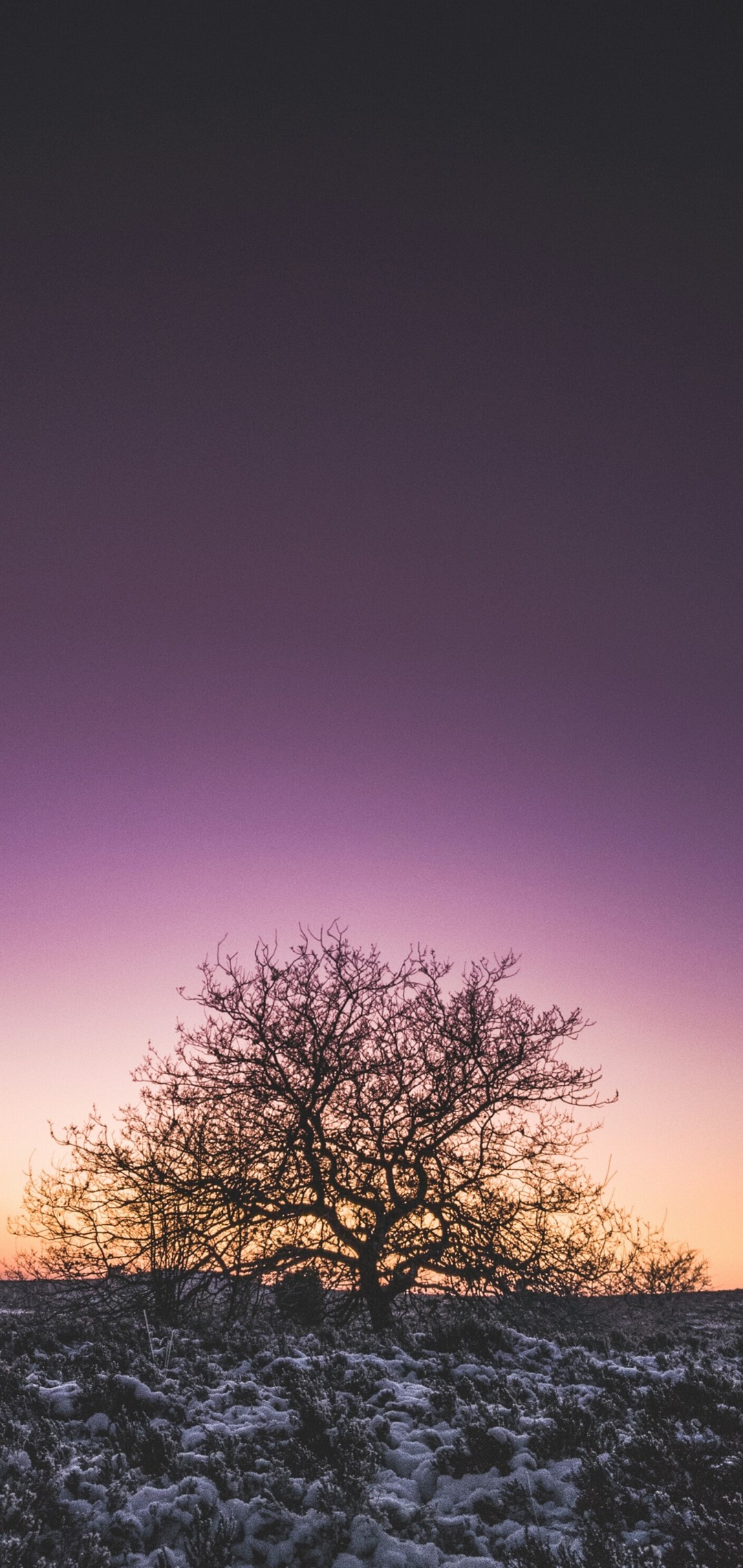 紫の空 枯れ木 Oppo R15 Pro Androidスマホ壁紙 待ち受け スマラン