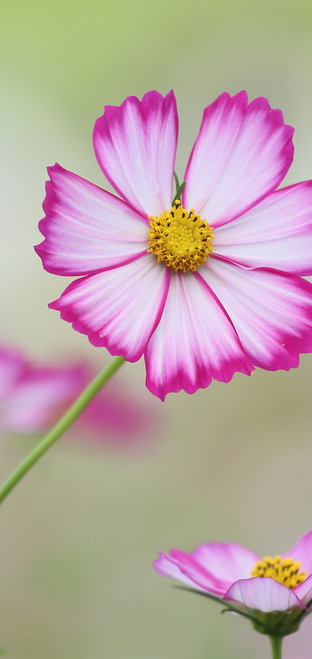 綺麗なピンク 白の花 Oppo R15 Pro Androidスマホ壁紙 待ち受け スマラン