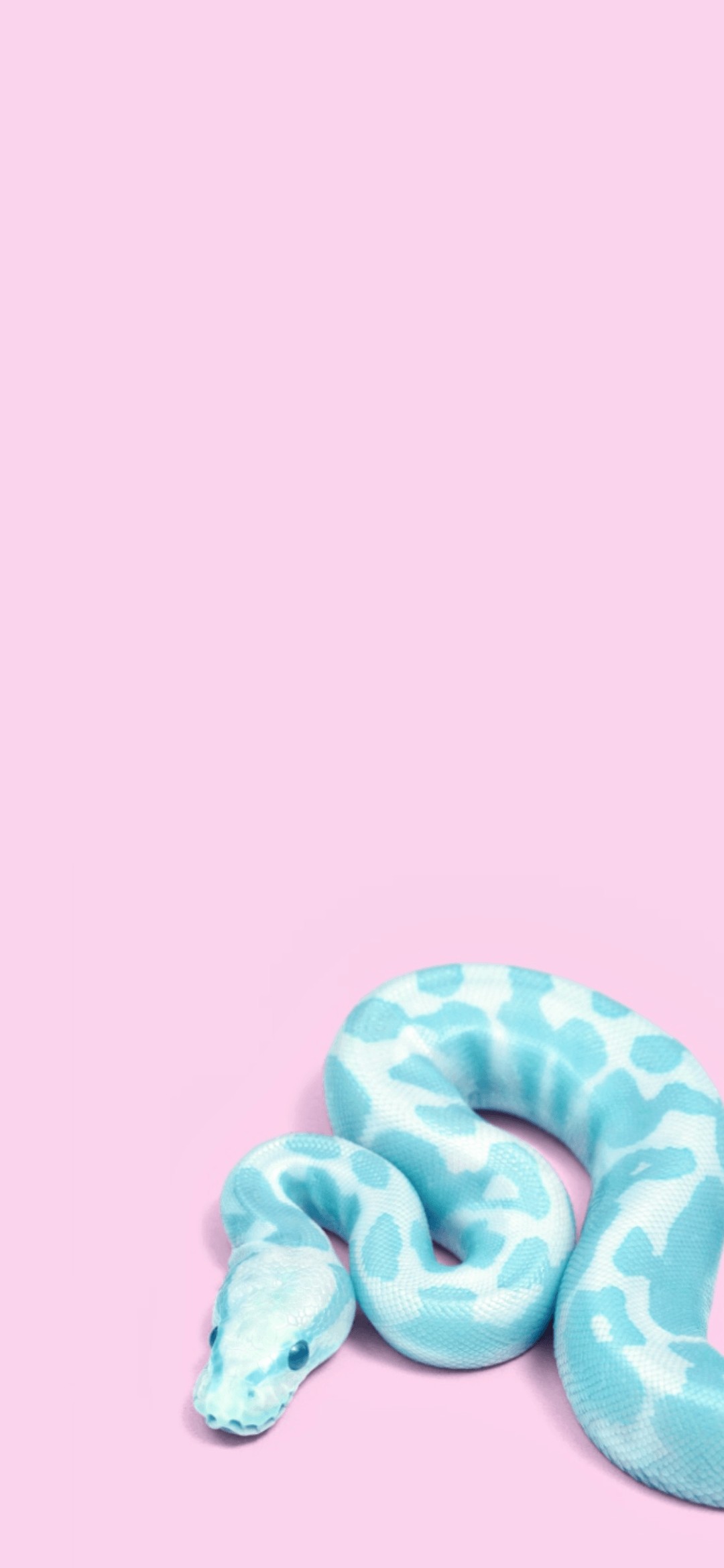 綺麗な青い蛇 Iphone 12 Mini 壁紙 待ち受け スマラン