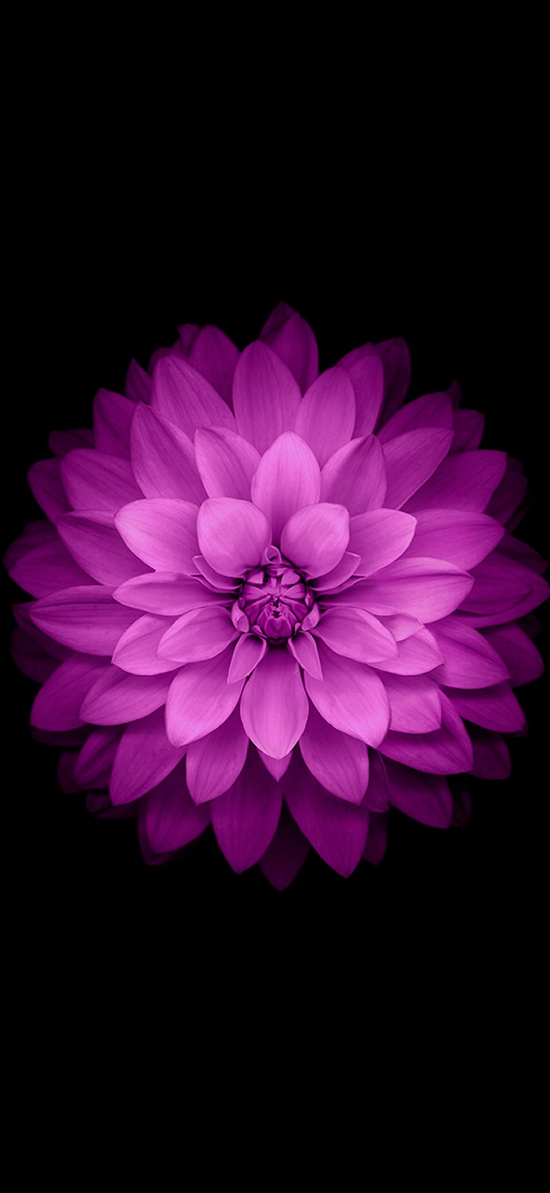 濃淡のあるピンクの綺麗な花 ZenFone 6 Android 壁紙・待ち受け
