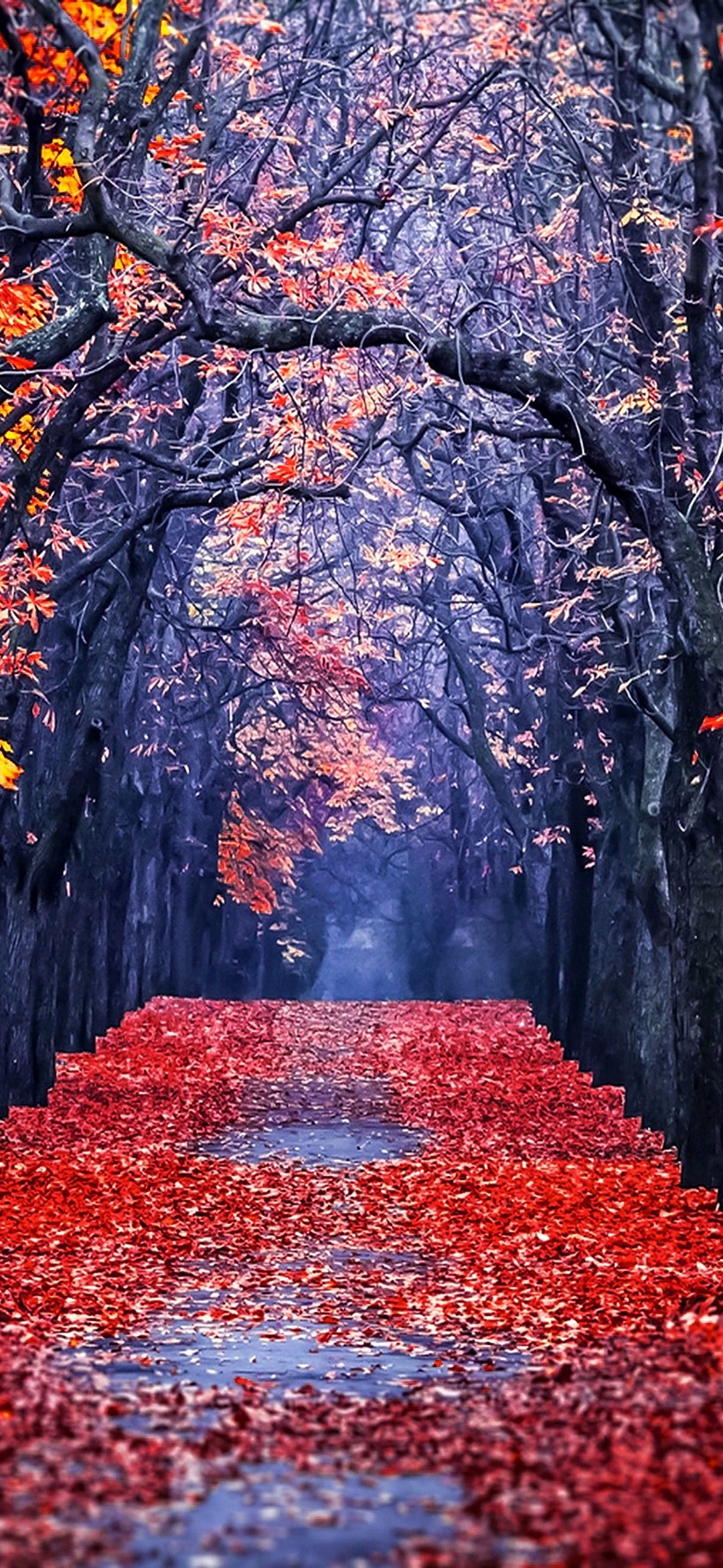 秋 幻想的な風景 並木道 Libero 5g 壁紙 待ち受け スマラン